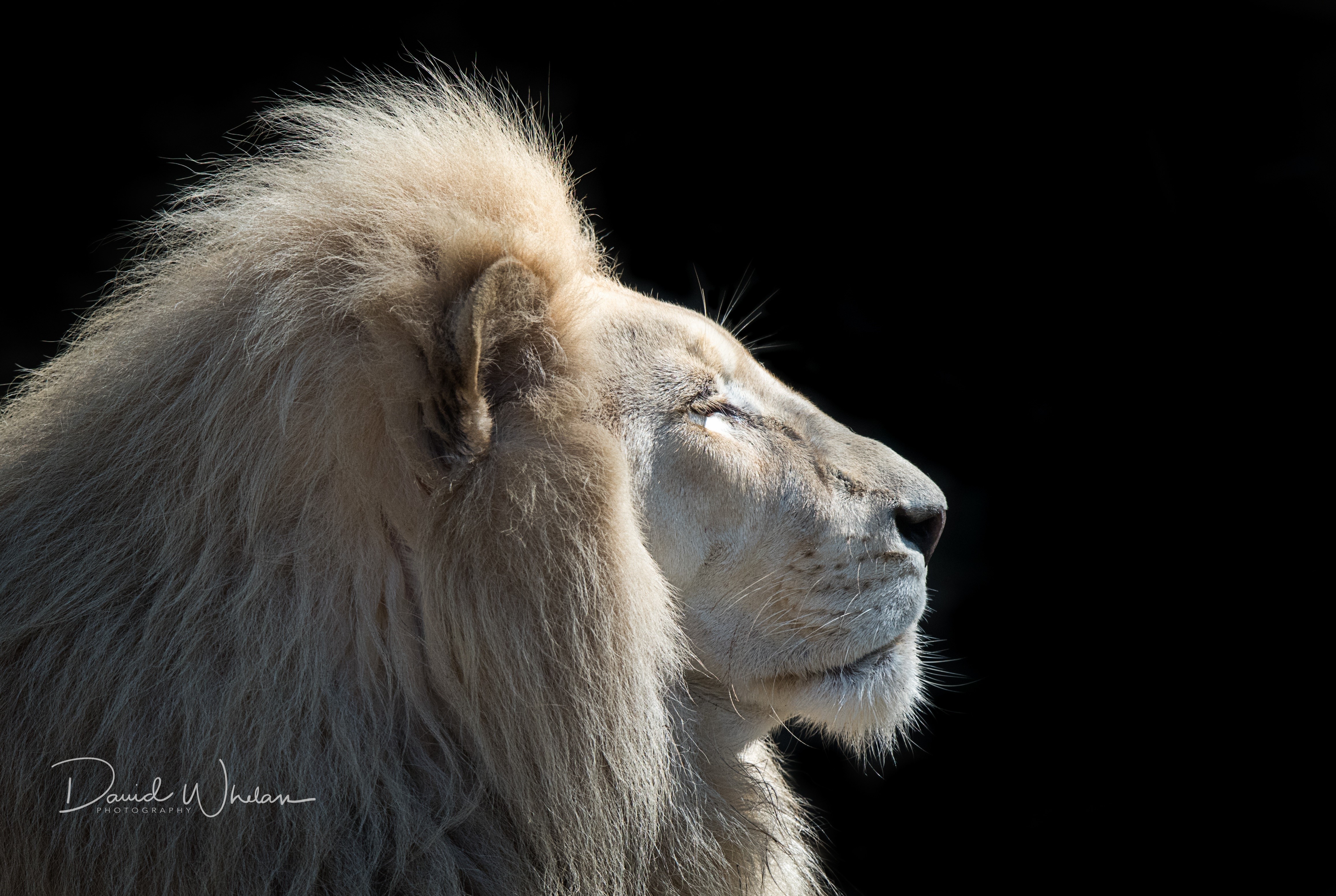 4K White Lion Head Black Background HD Wallpaper