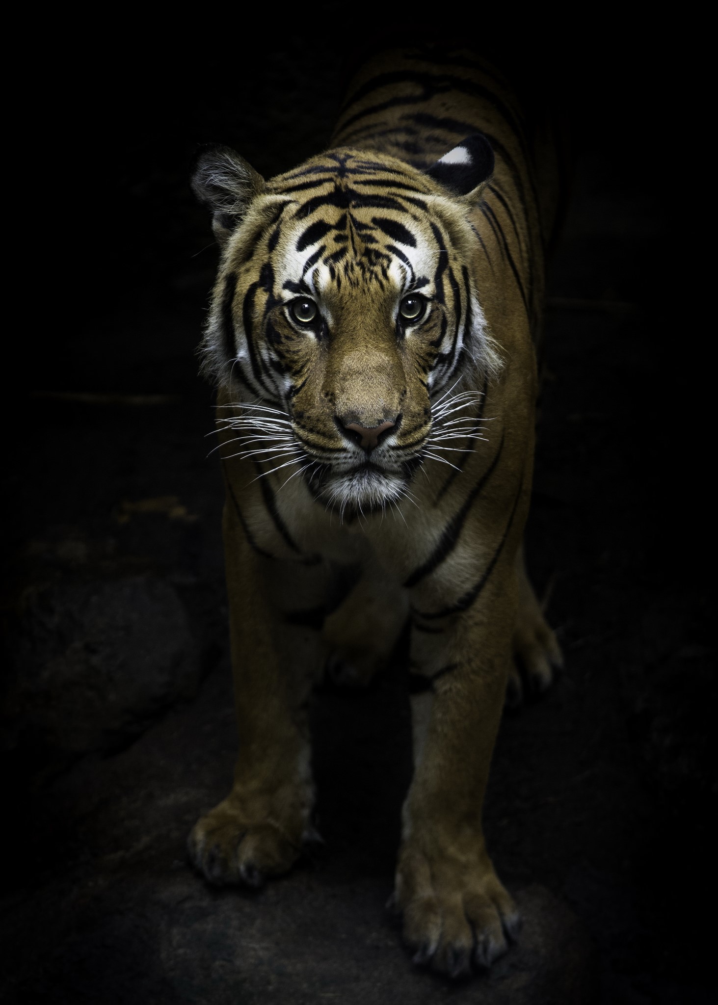Tiger with intense gaze in dark environment HD Phone Wallpaper