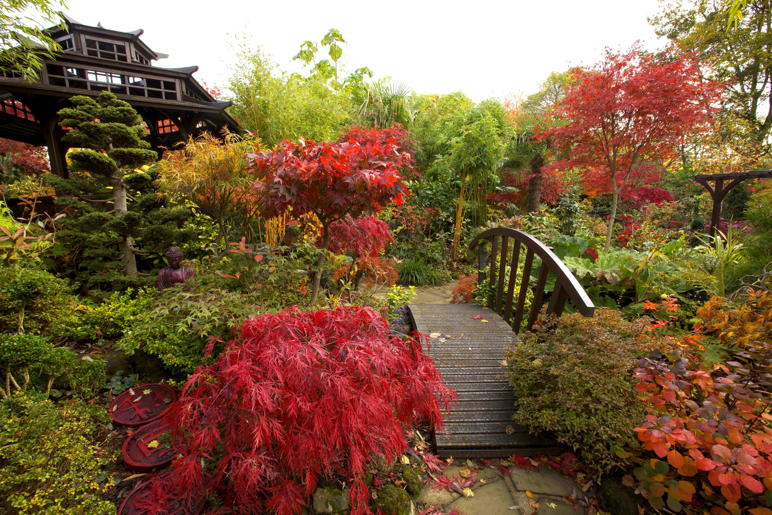 Japanese garden in Walsall, England during autumn HD Wallpaper