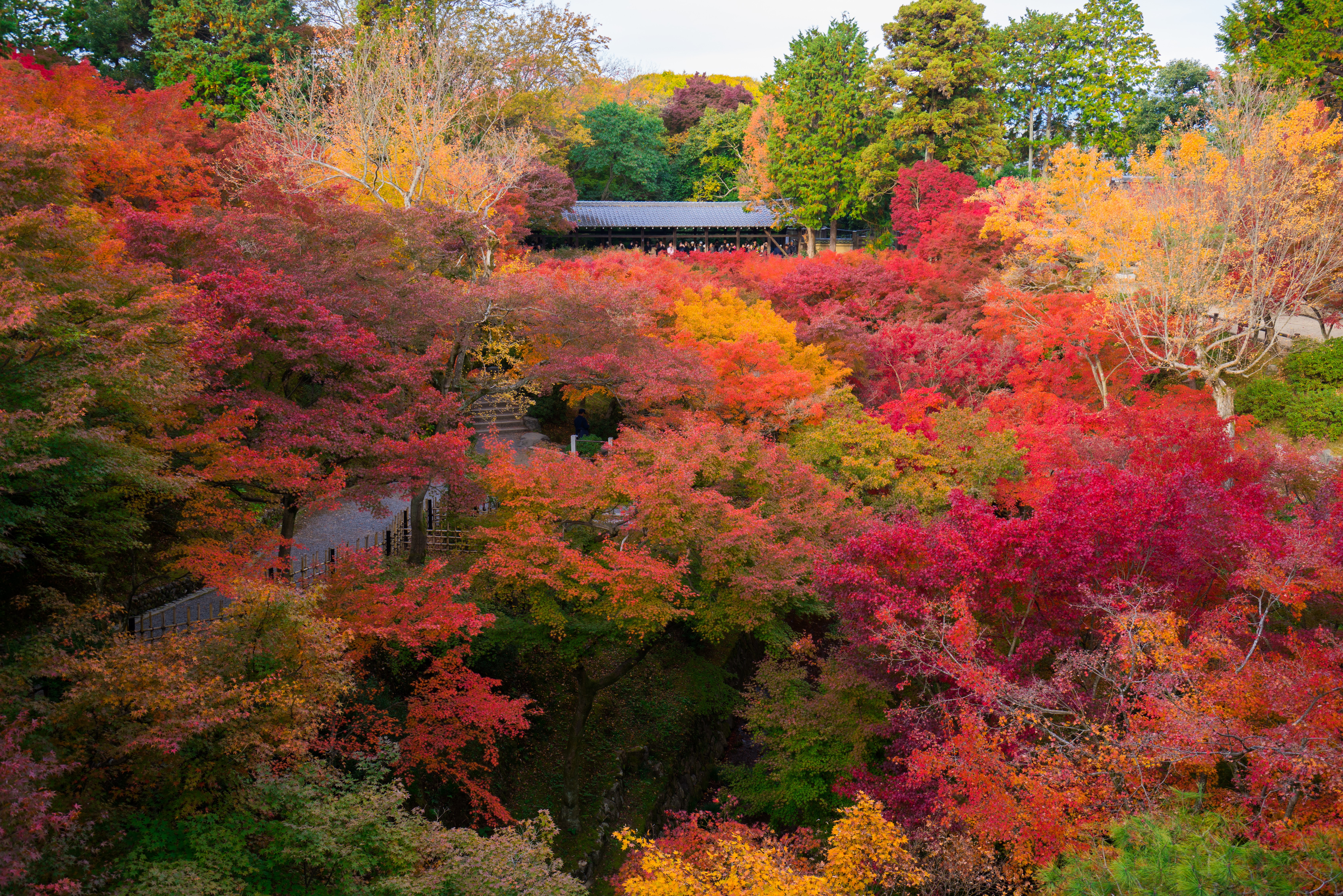 Vibrant 4K Autumn Trees in Colorful Park HD Wallpaper