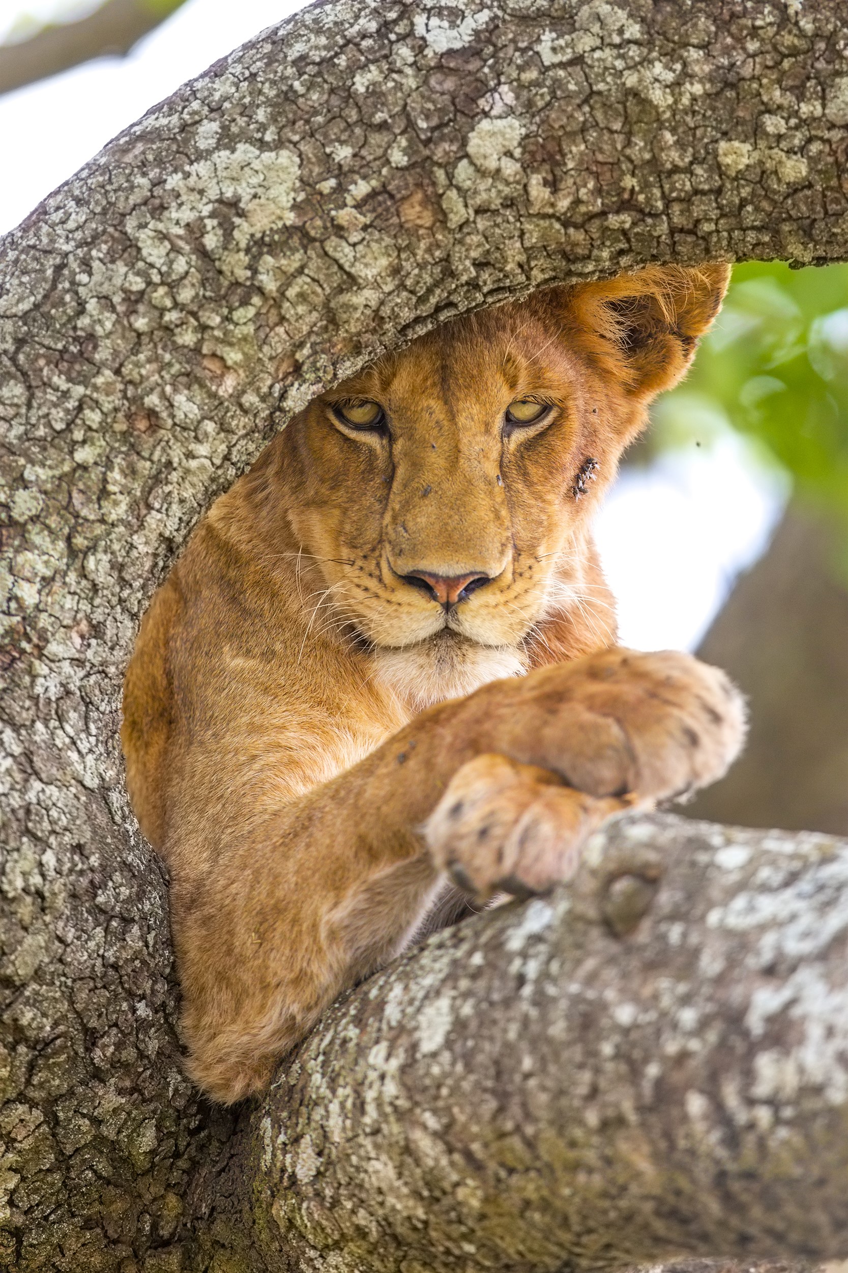 Lion cub resting on a tree branch HD Phone Wallpaper