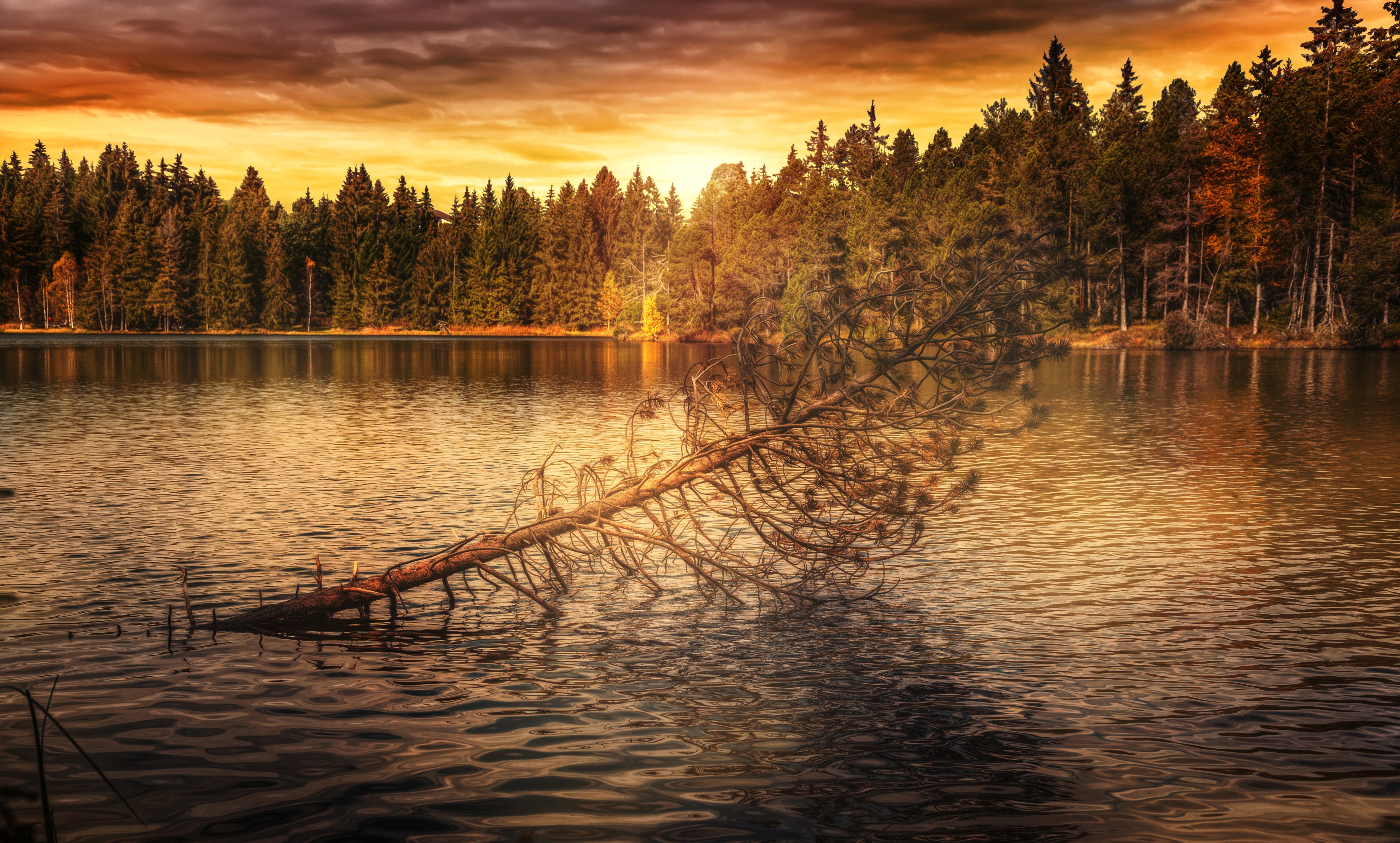Fallen tree in a lake at sunset with forest background HD Wallpaper