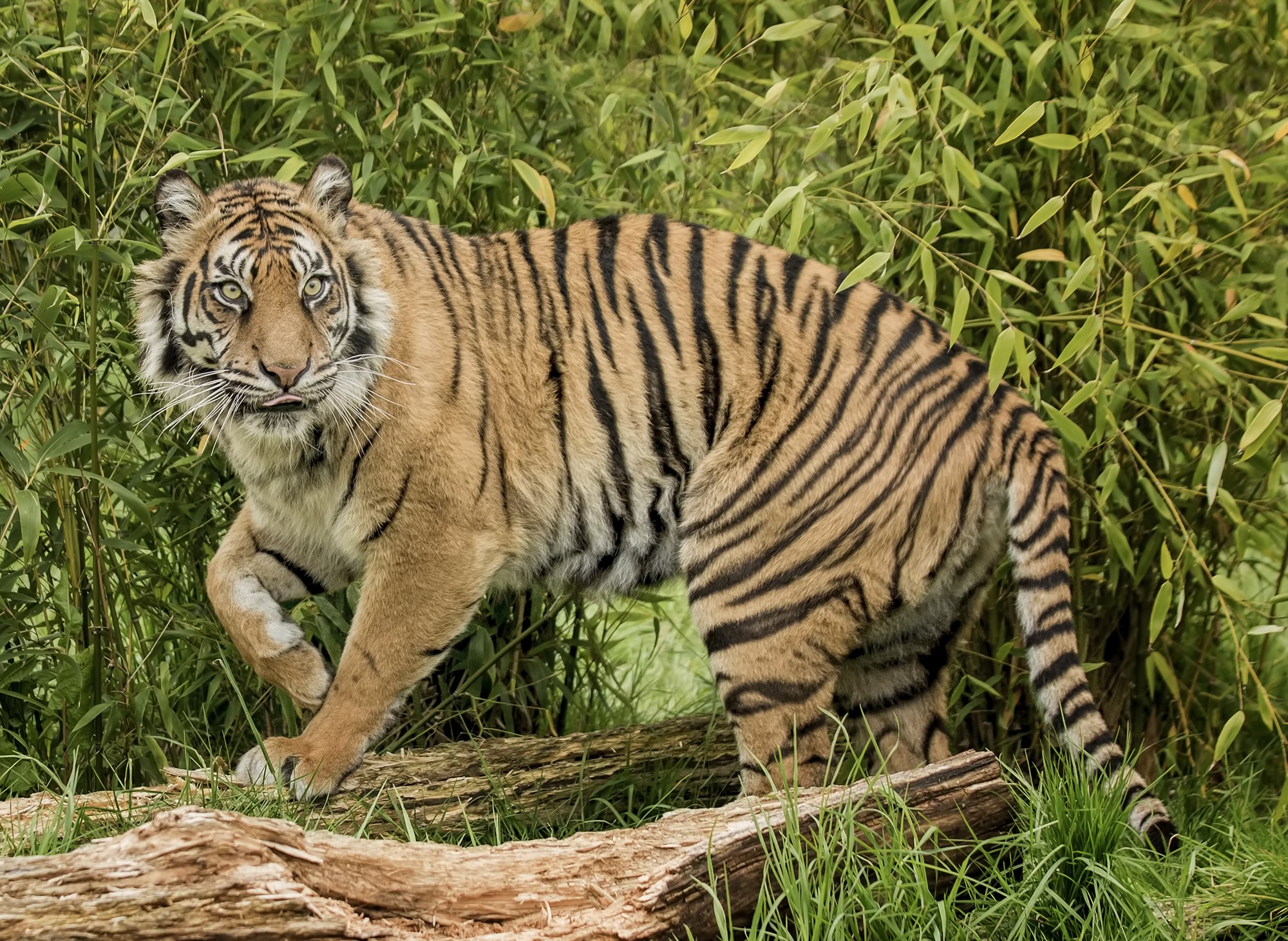 Tiger walking in tall grass and bamboo HD Wallpaper
