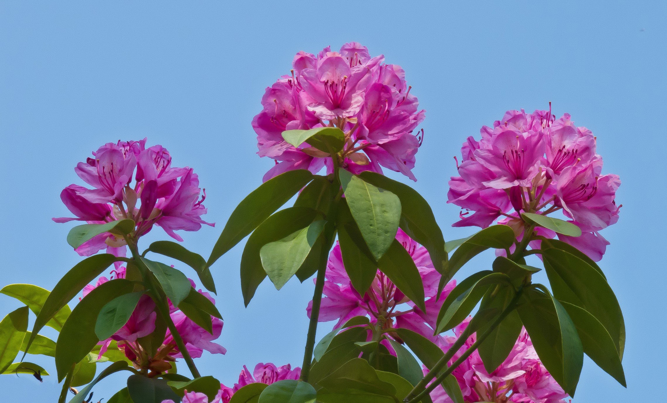 Pink Rhododendron Flowers Against Blue Sky HD Wallpaper