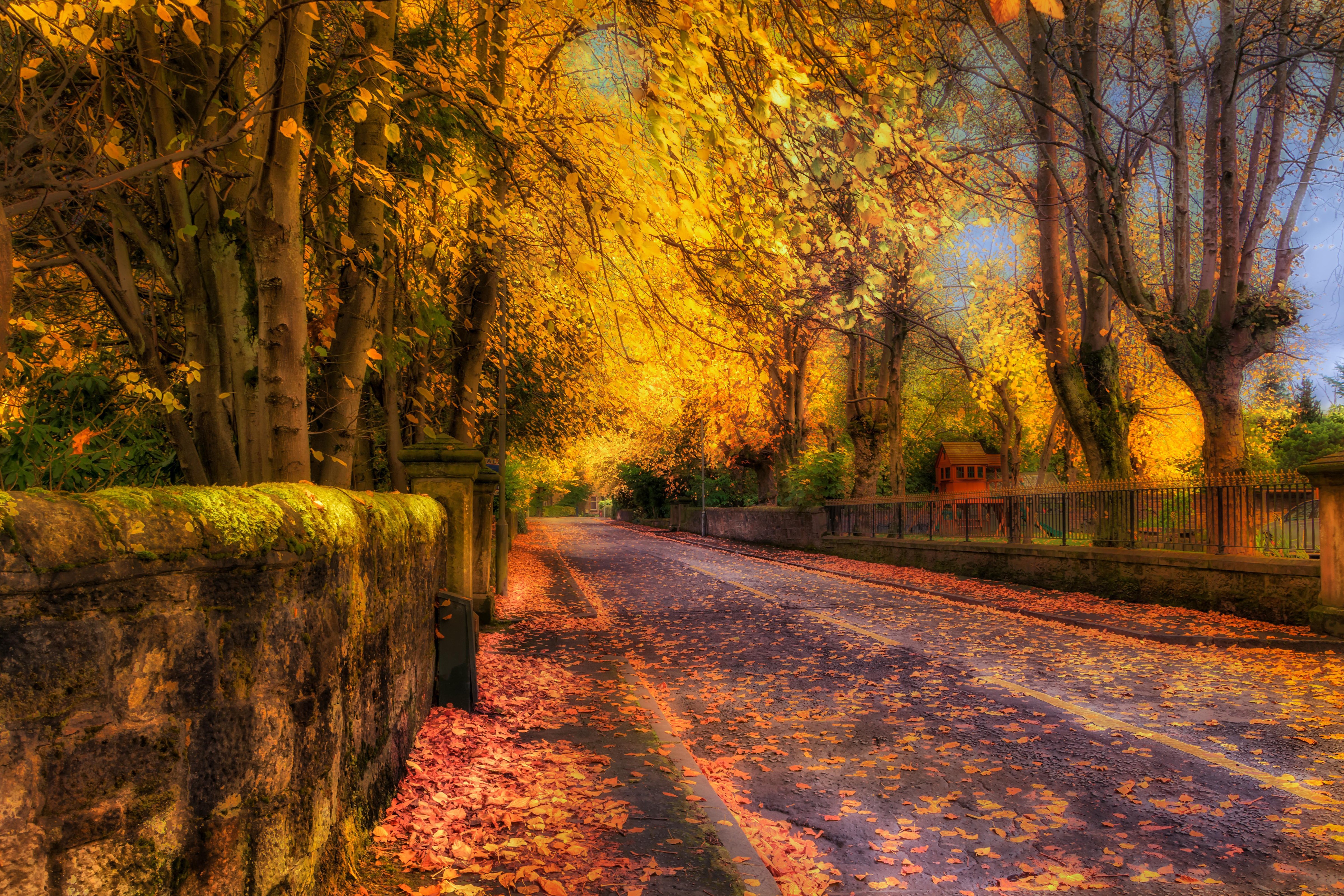 Autumn street lined with trees and fallen leaves HD Wallpaper