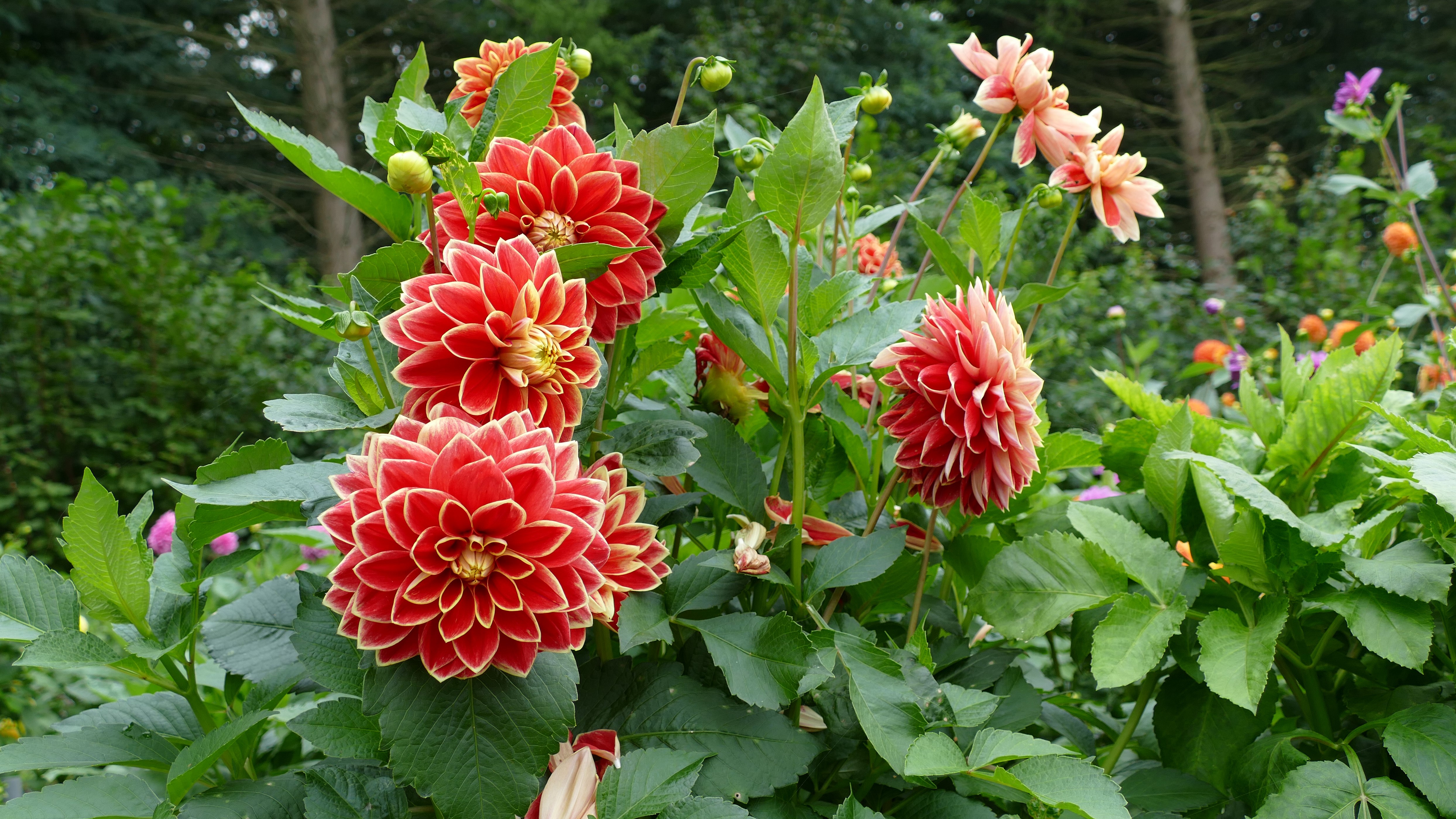 Red Dahlias with Flower Buds HD Wallpaper