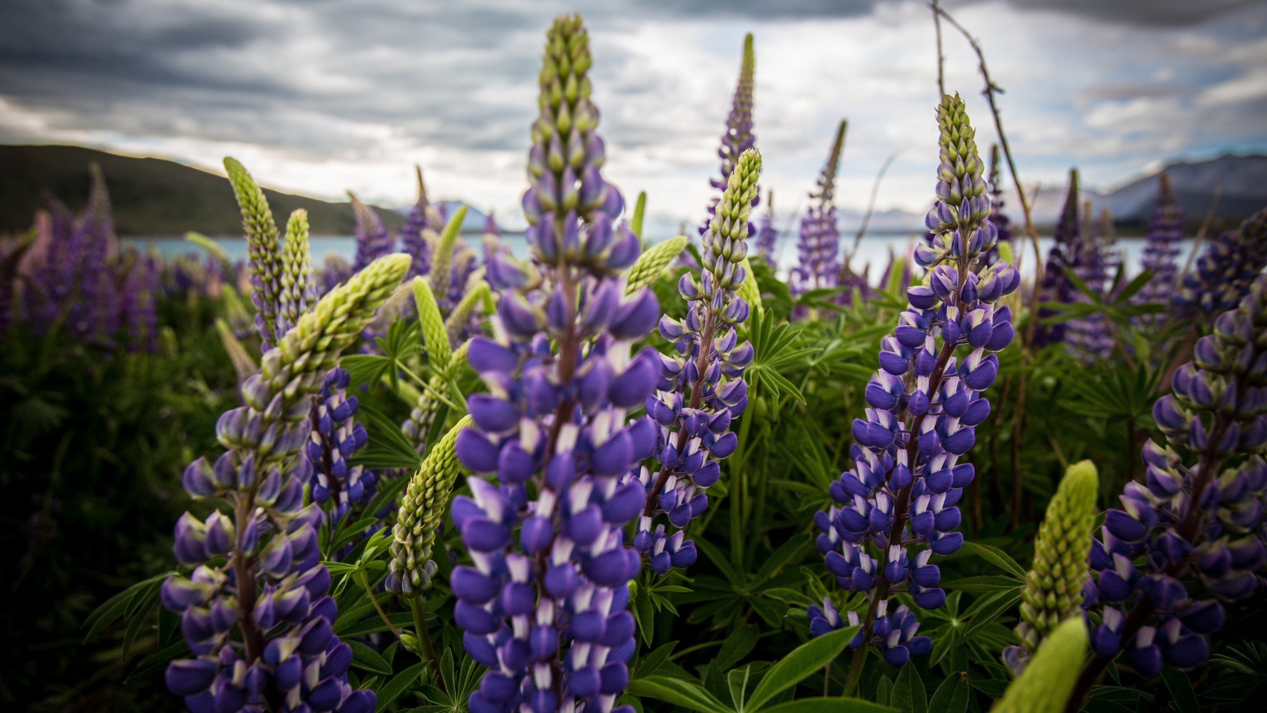Purple Lupins in bloom with mountains and lake HD Wallpaper