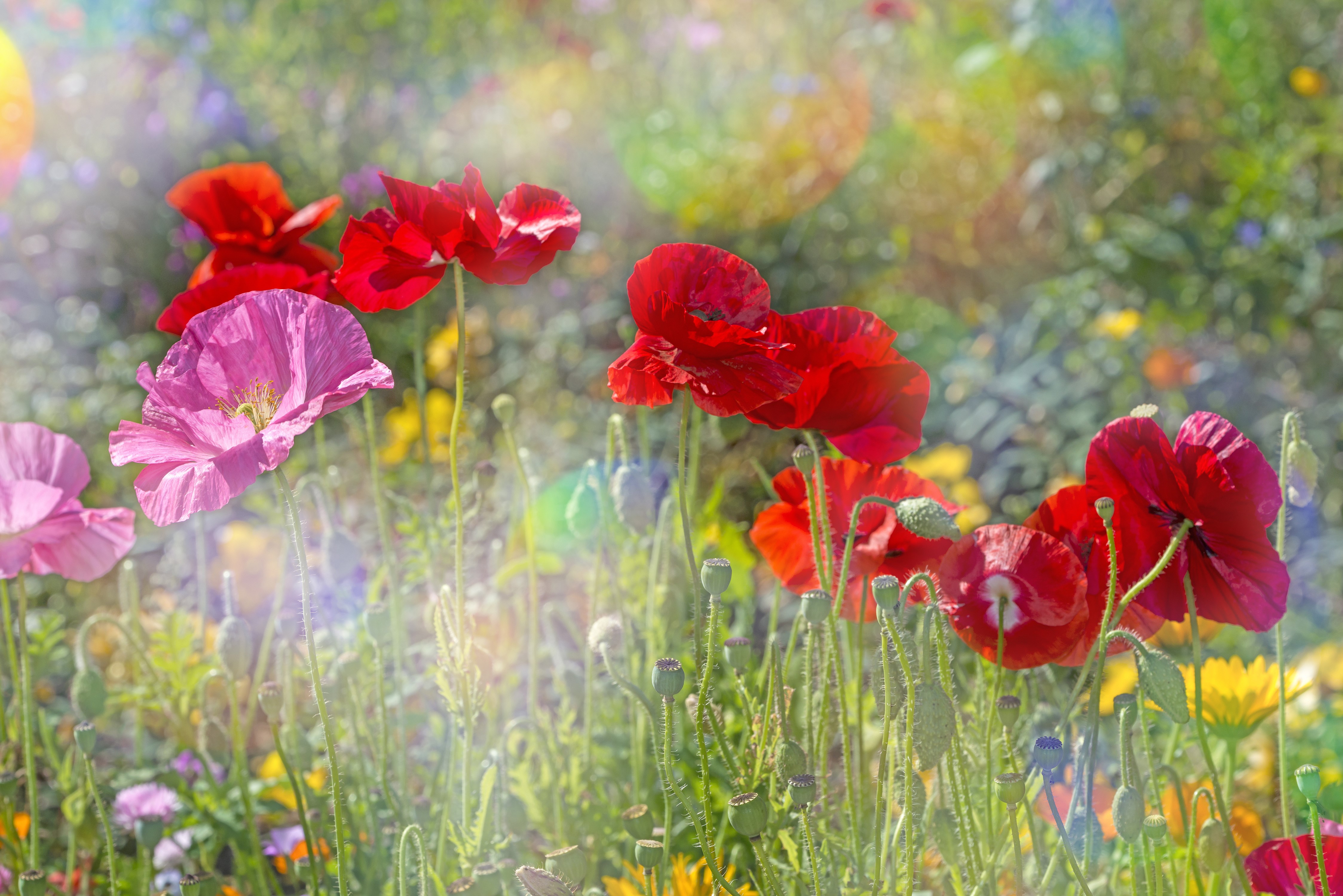 4K Poppies Closeup HD Wallpaper