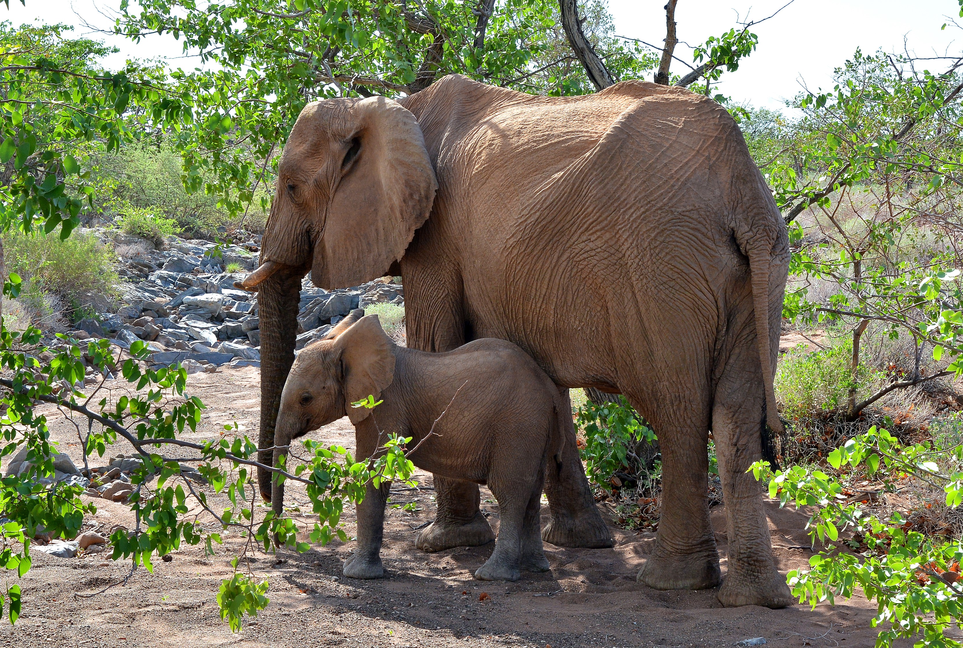 Mother and baby elephant in a natural habitat HD Wallpaper