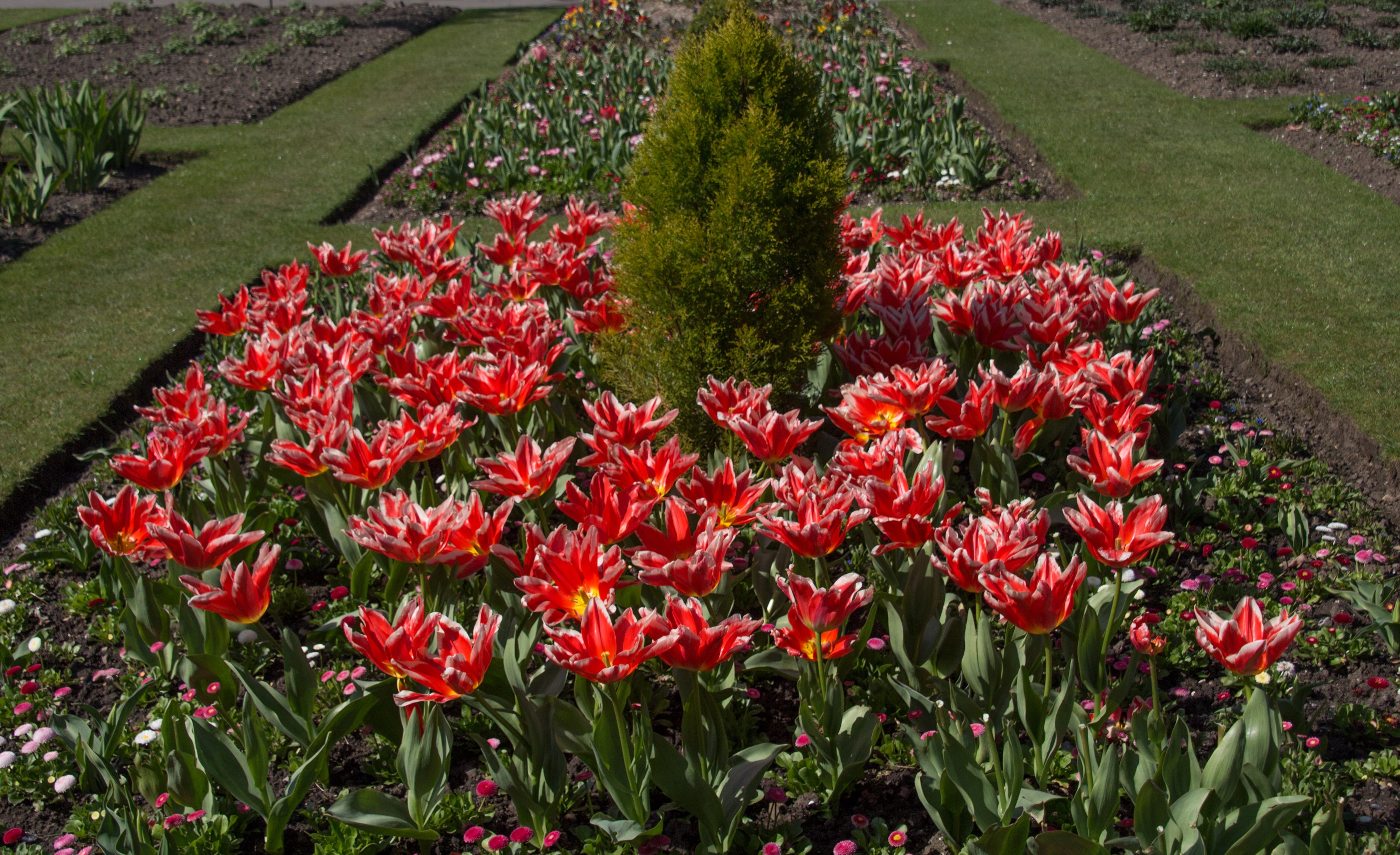 Red and white tulips in a garden HD Wallpaper