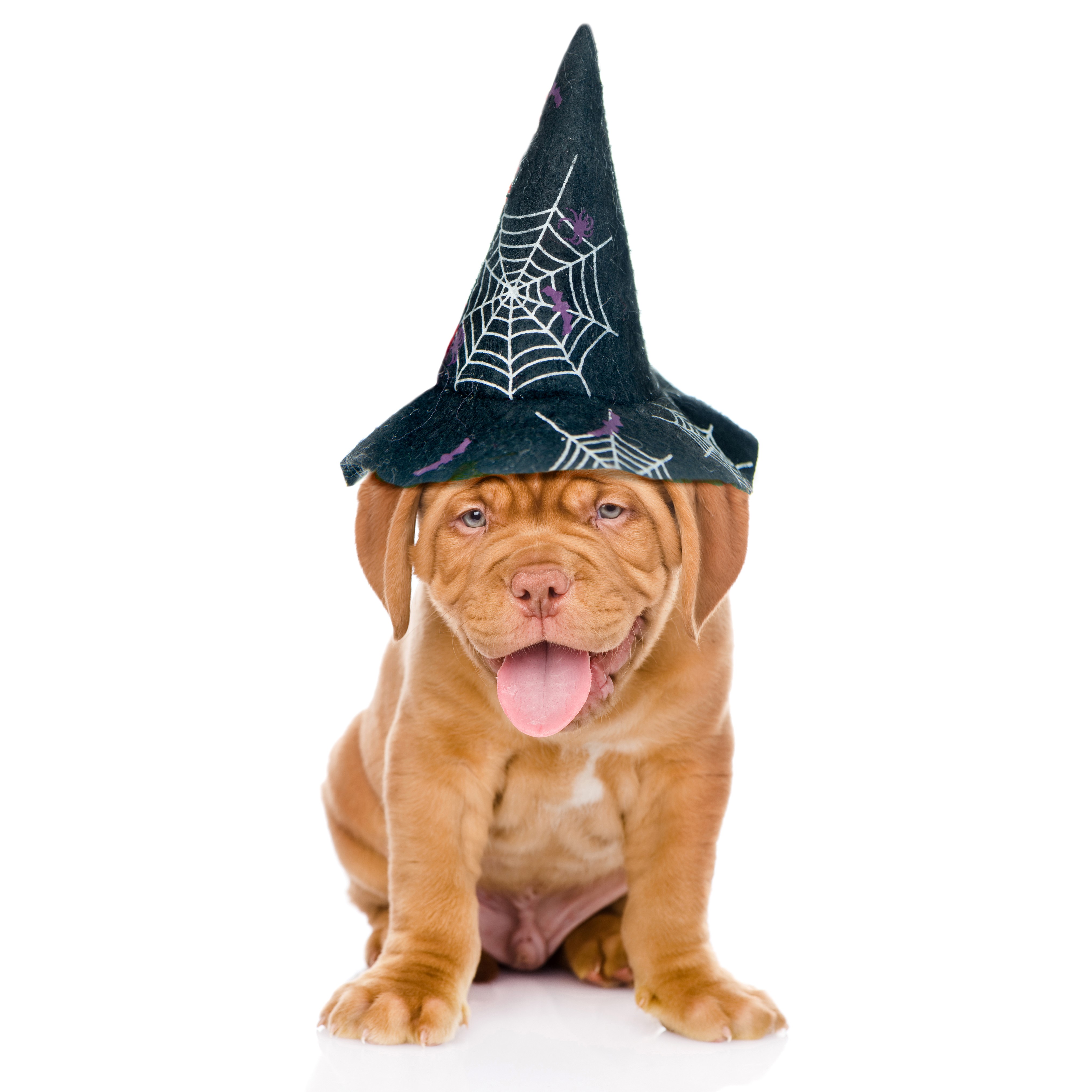 Dogue de Bordeaux puppy wearing a Halloween witch hat HD Wallpaper