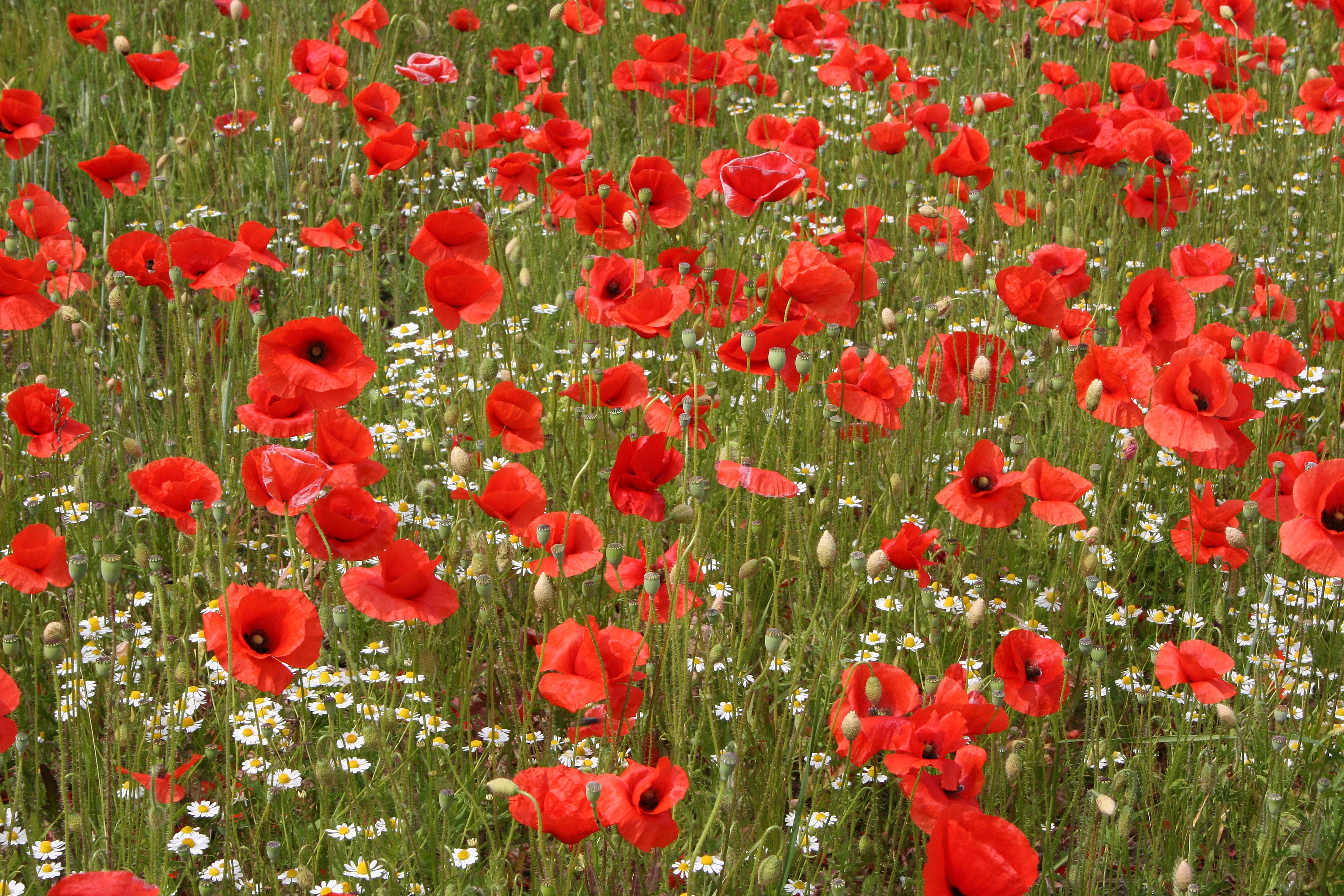 Field of Red Poppies and White Flowers HD Wallpaper