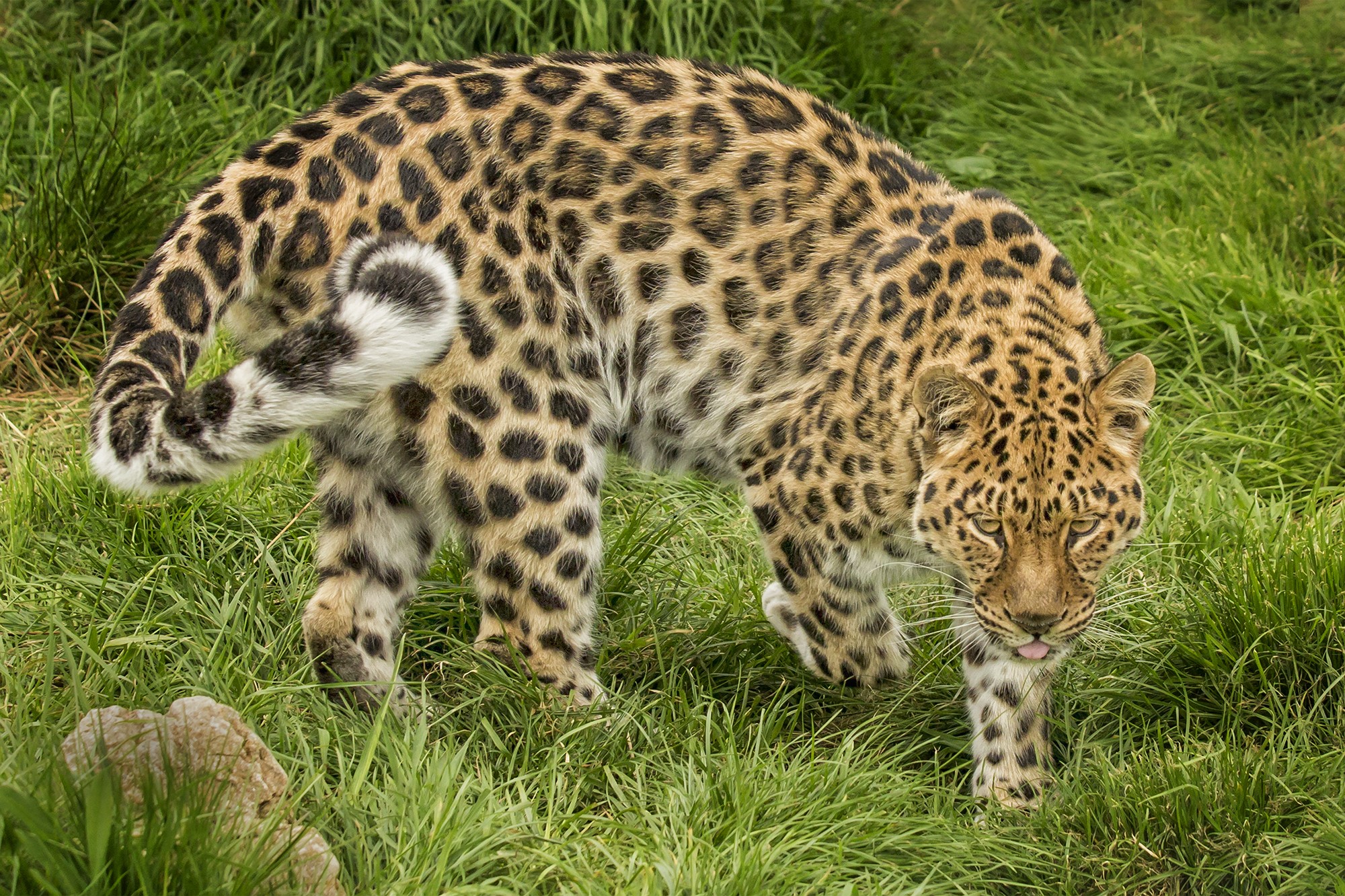 Leopard walking in green grass HD Wallpaper