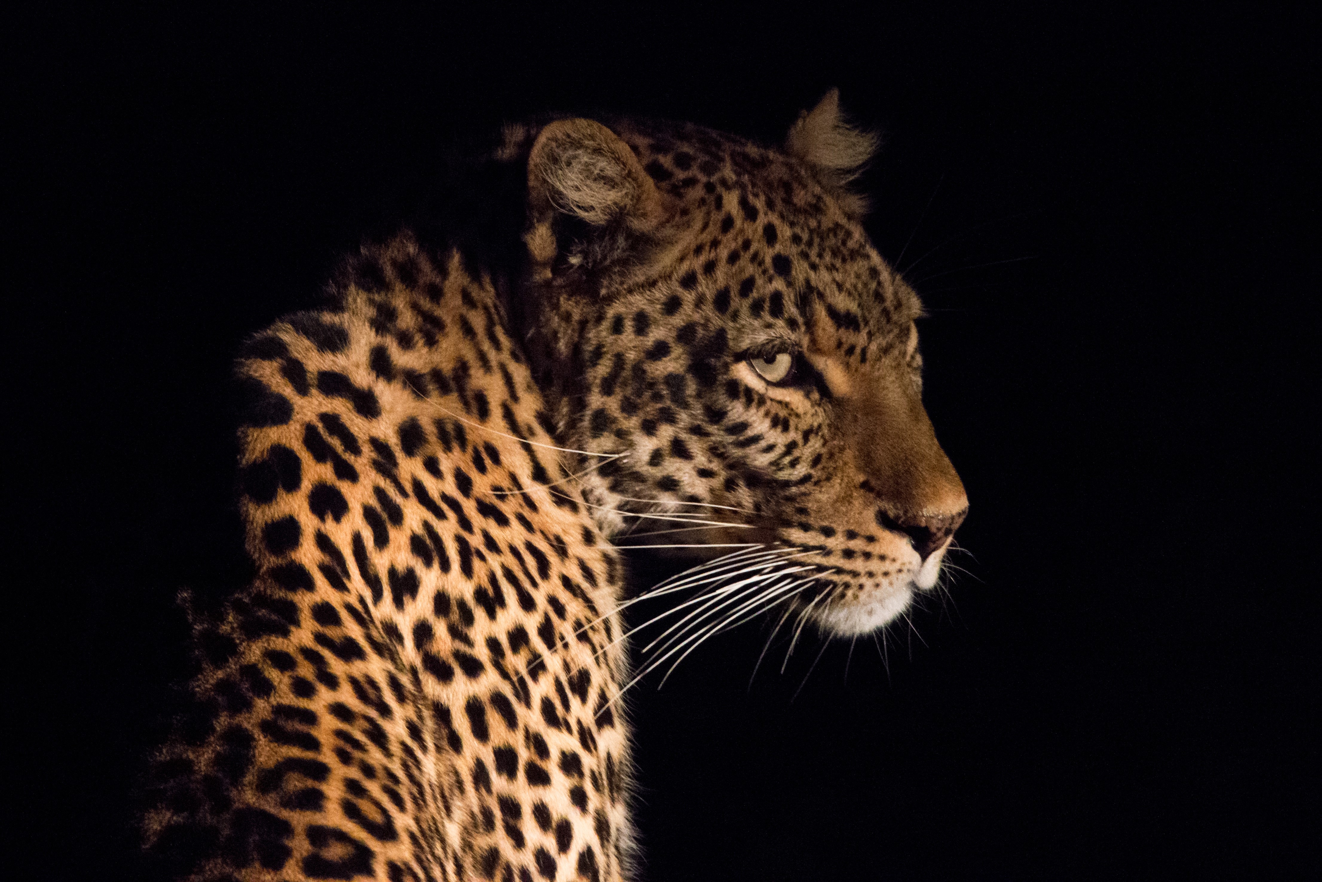 Leopard with Whiskers on Black Background HD Wallpaper