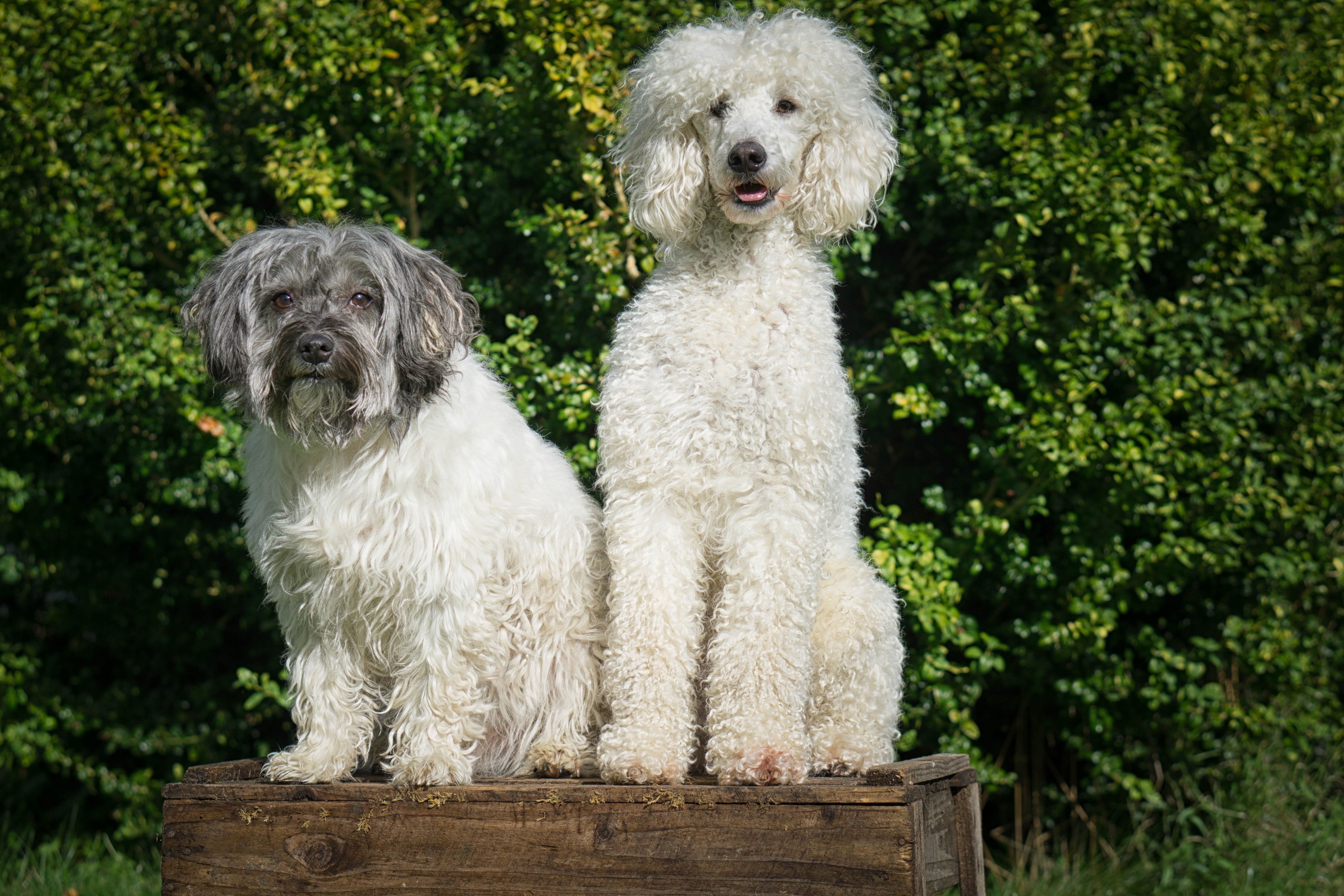Two dogs, a poodle and a mixed breed, sitting on a wooden crate HD Wallpaper