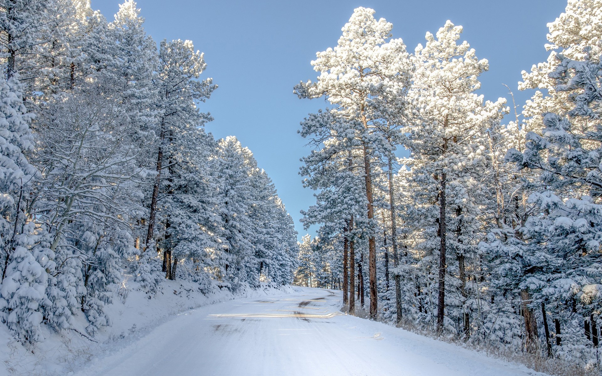 Snow-covered road through a pine forest HD Wallpaper