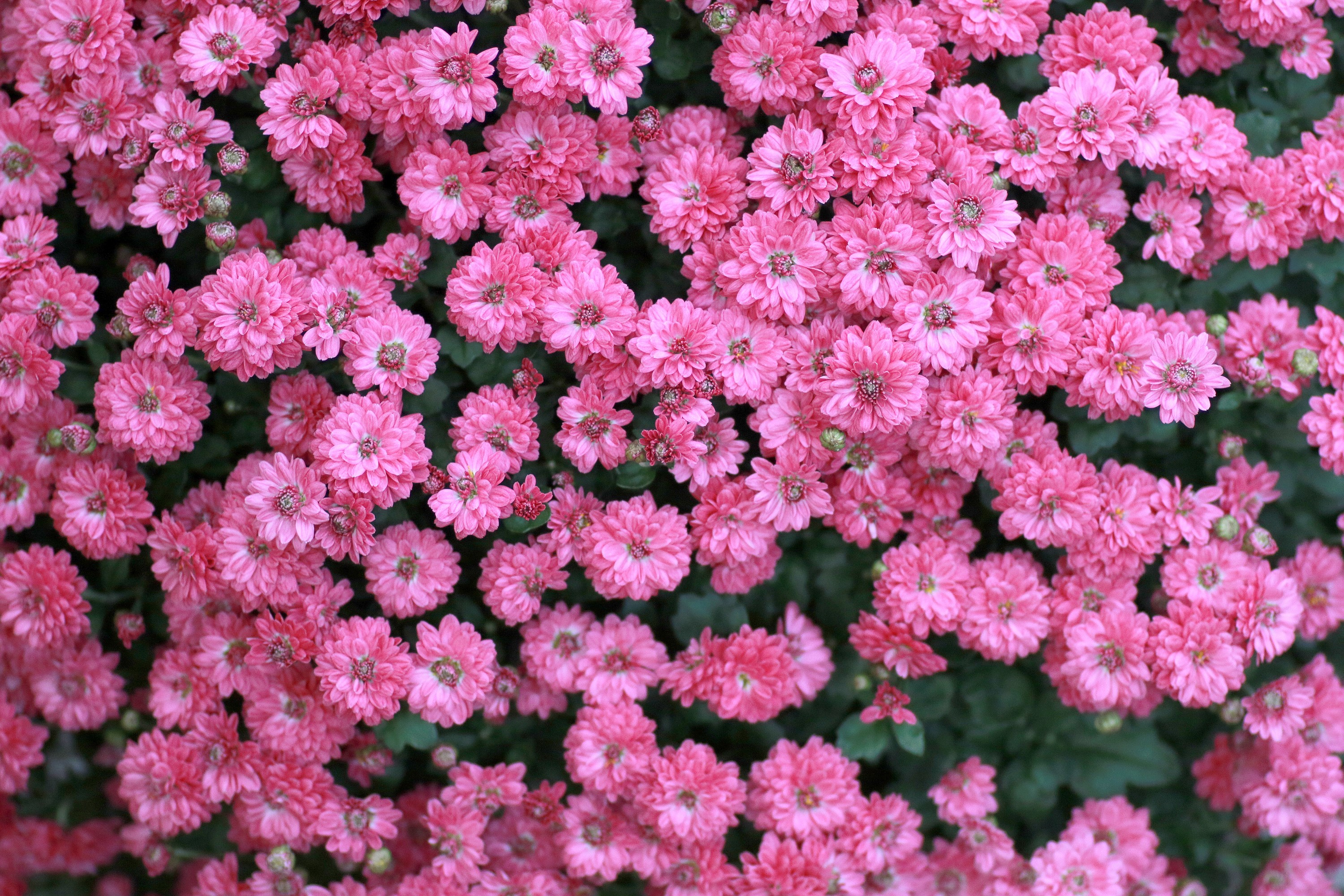 Many pink chrysanthemums in bloom HD Wallpaper