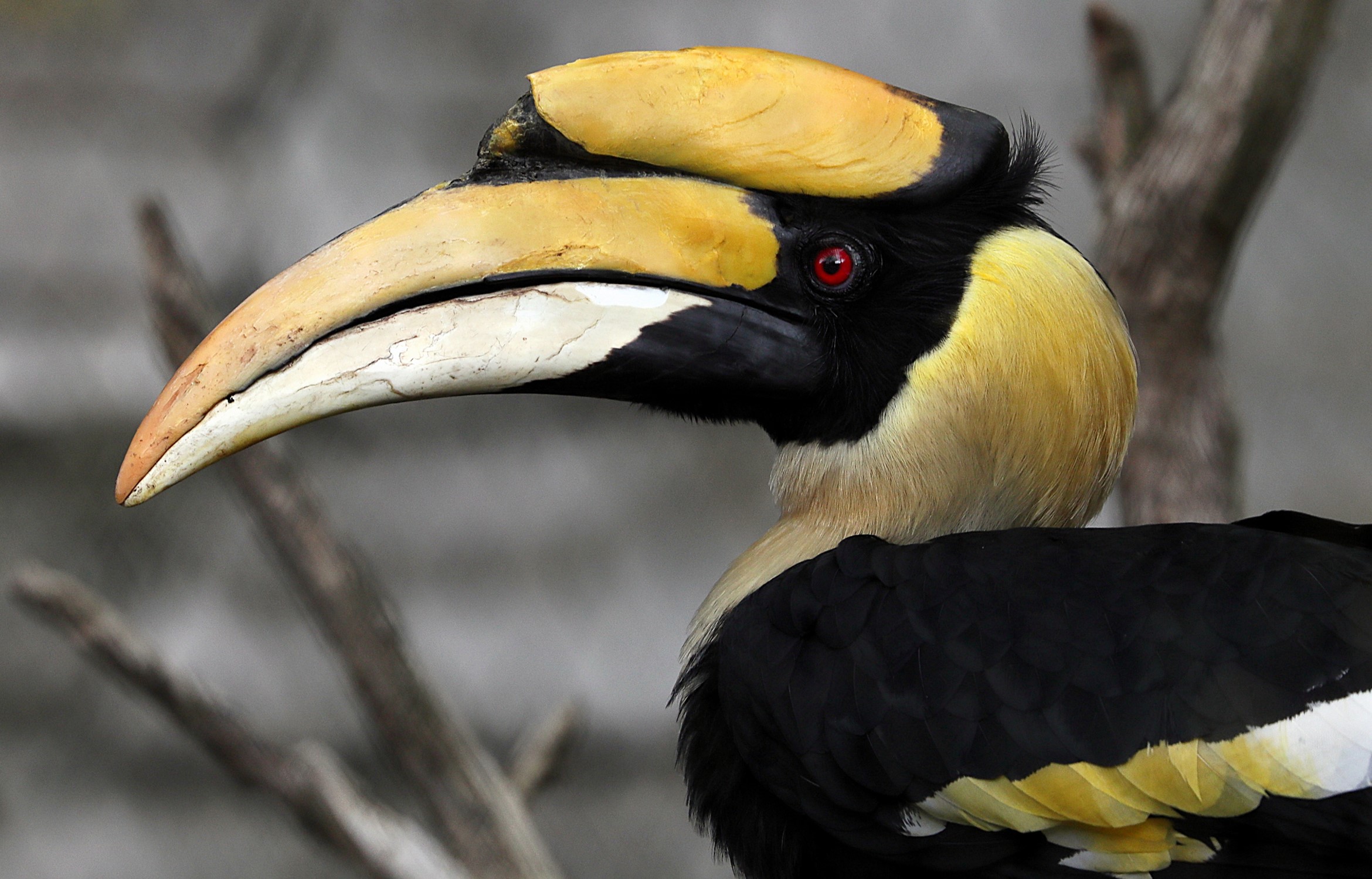 Great Hornbill bird with large yellow beak HD Wallpaper