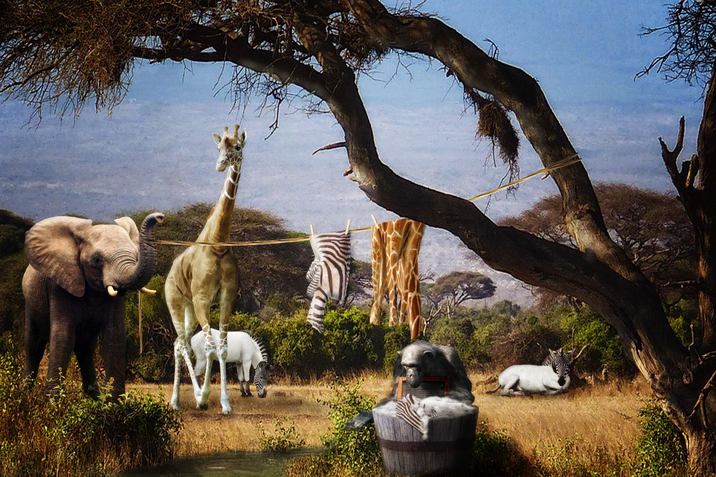 Animals doing laundry in Africa HD Wallpaper