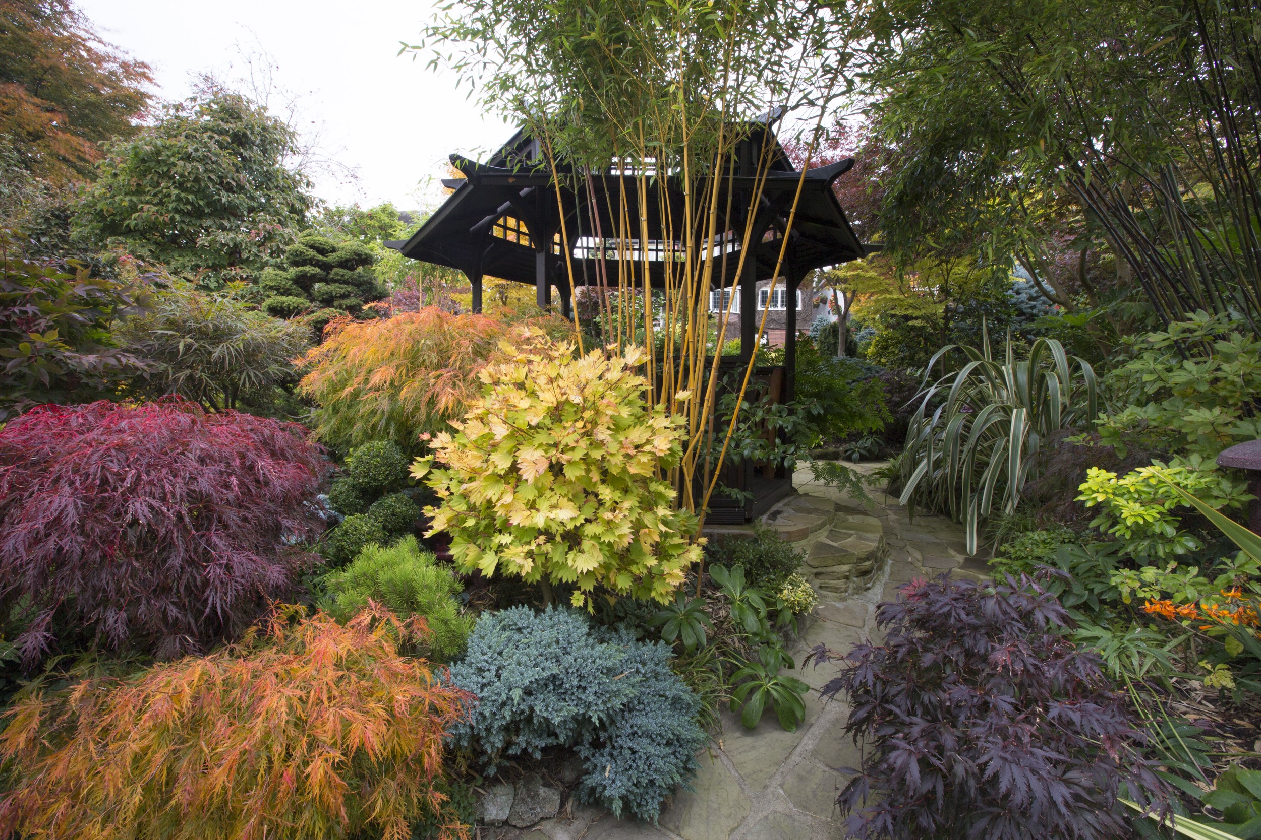 Autumn garden with Japanese maple trees and a pagoda HD Wallpaper