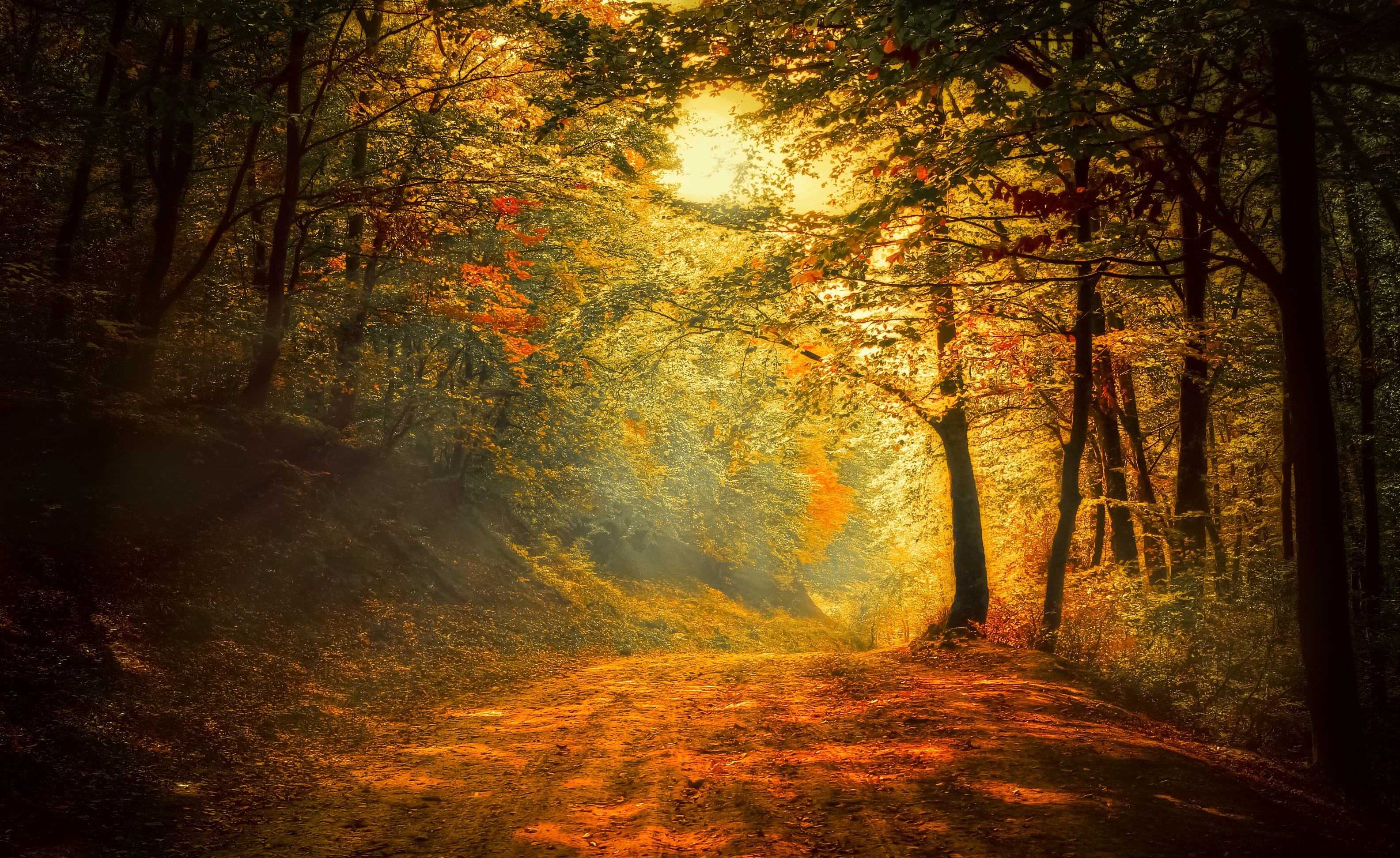 Autumn forest path with sunlight filtering through trees HD Wallpaper