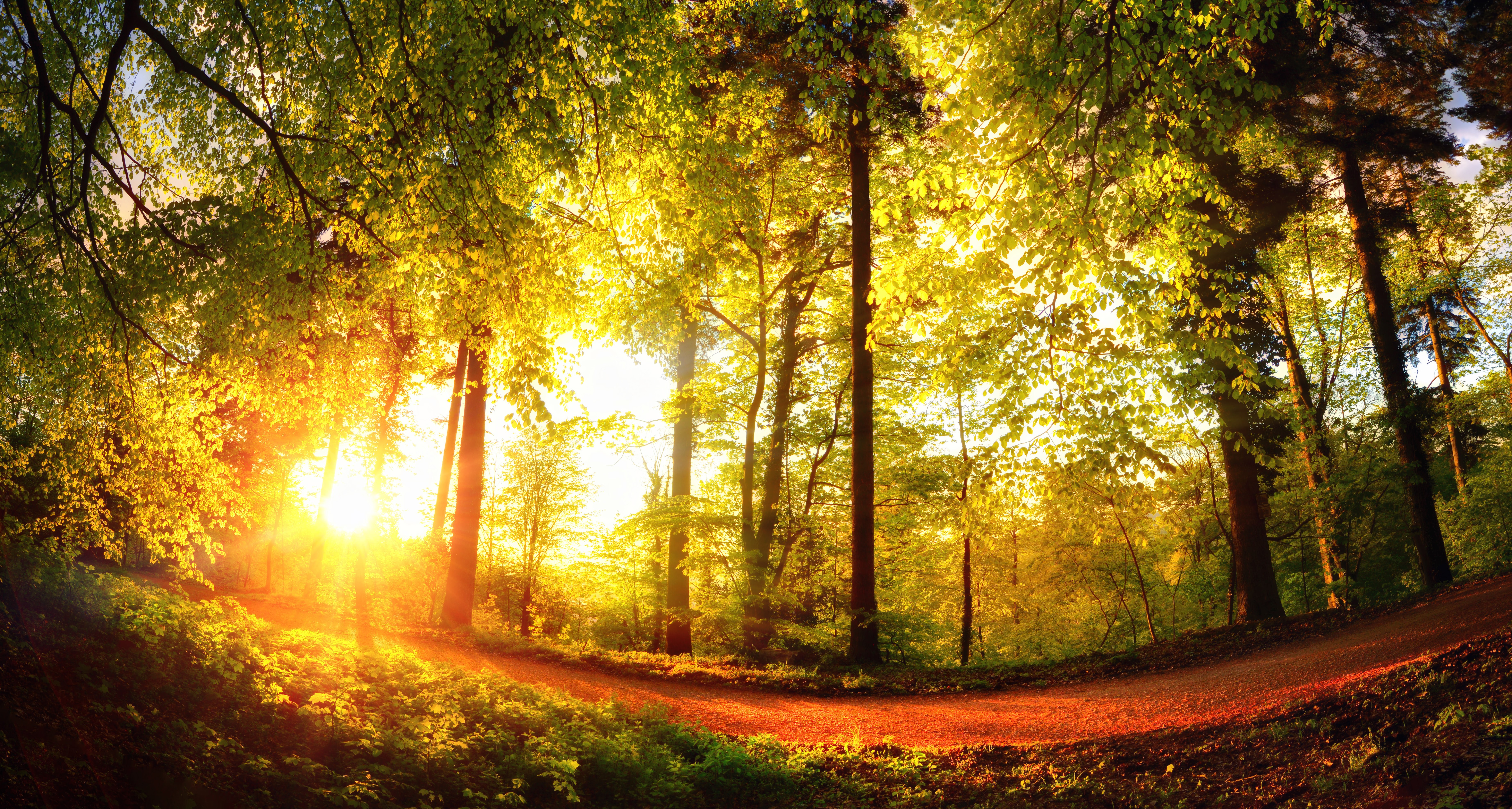 Sunlight filtering through trees in a forest HD Wallpaper