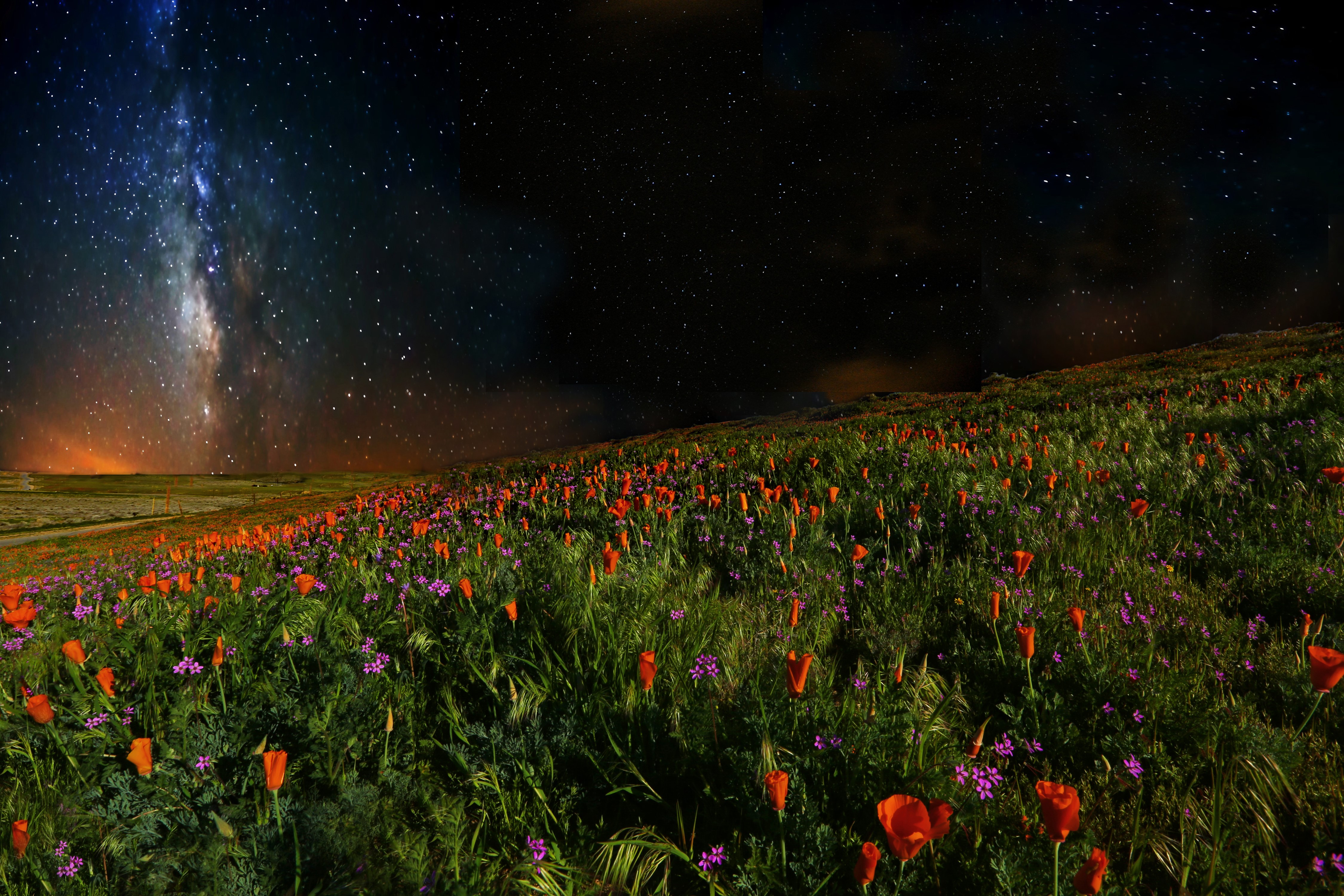 4K Poppies Field Under the Milky Way HD Wallpaper