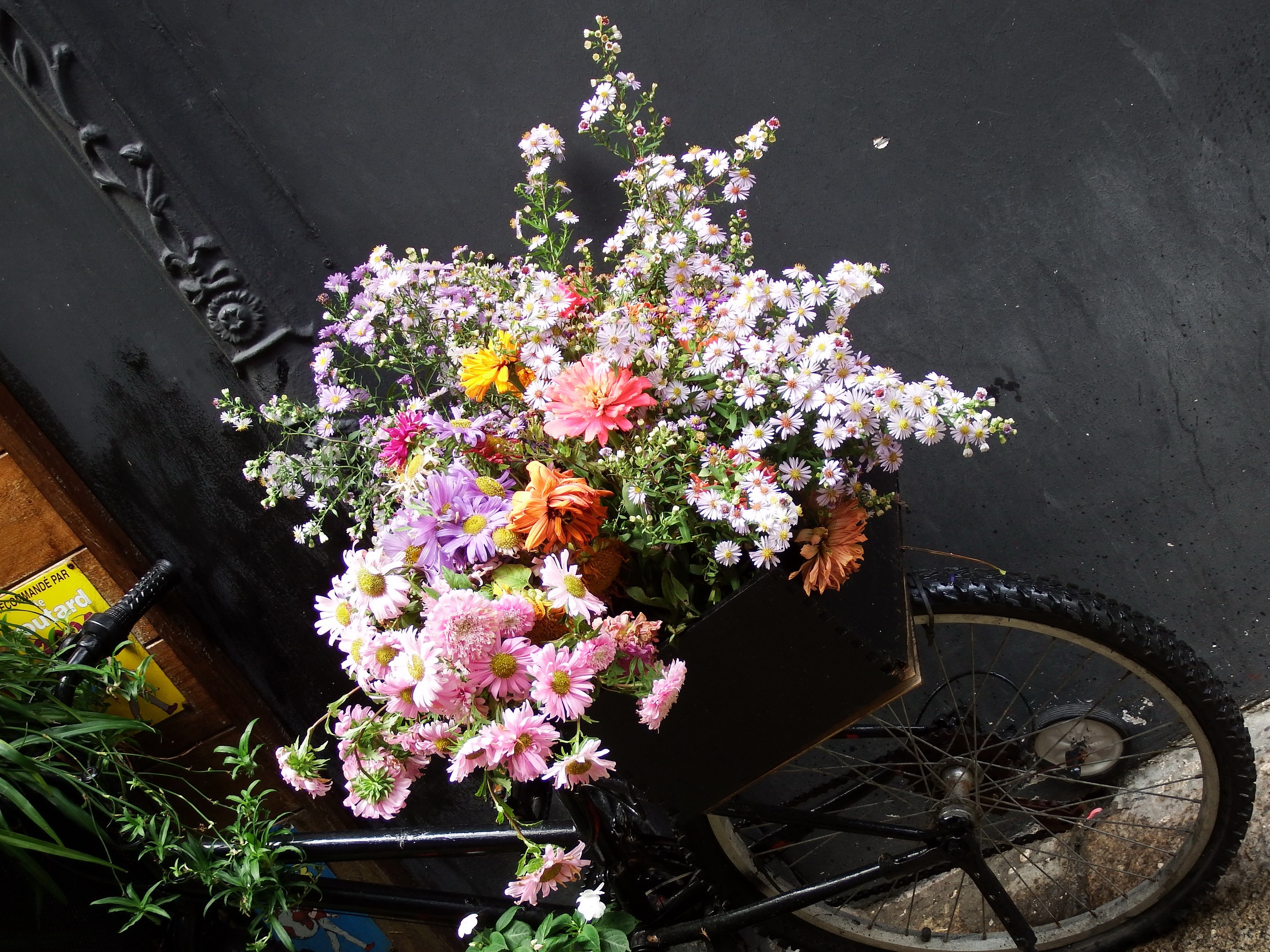 Asters in a bicycle basket HD Wallpaper