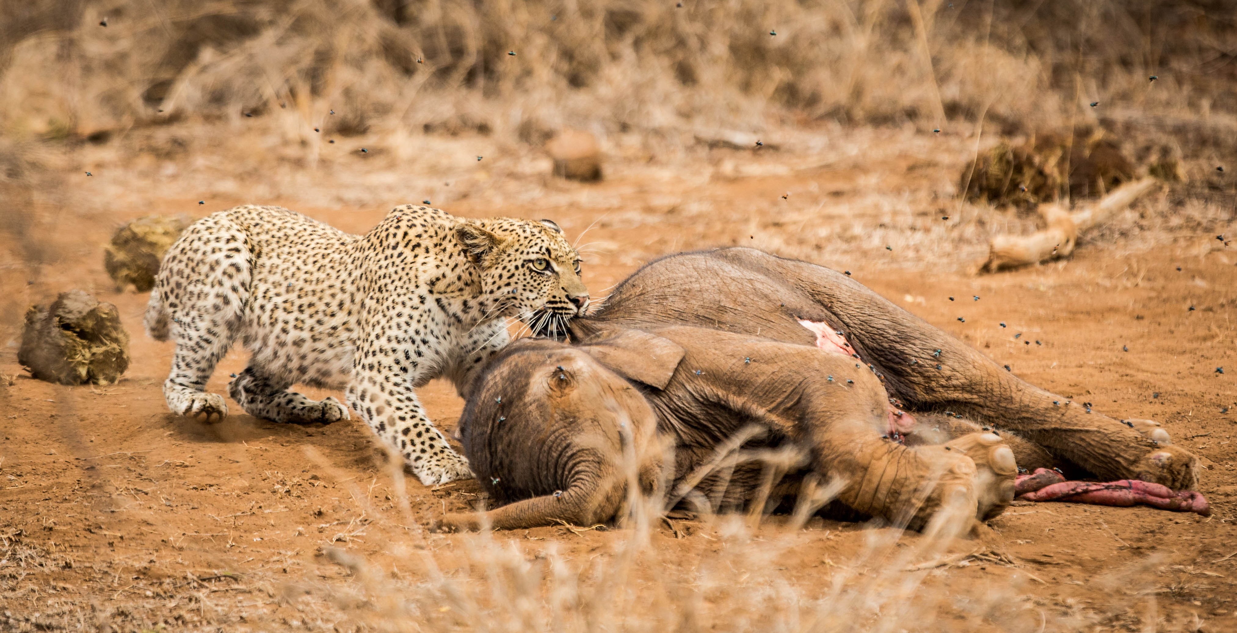 Leopard feeding on a dead elephant carcass HD Wallpaper