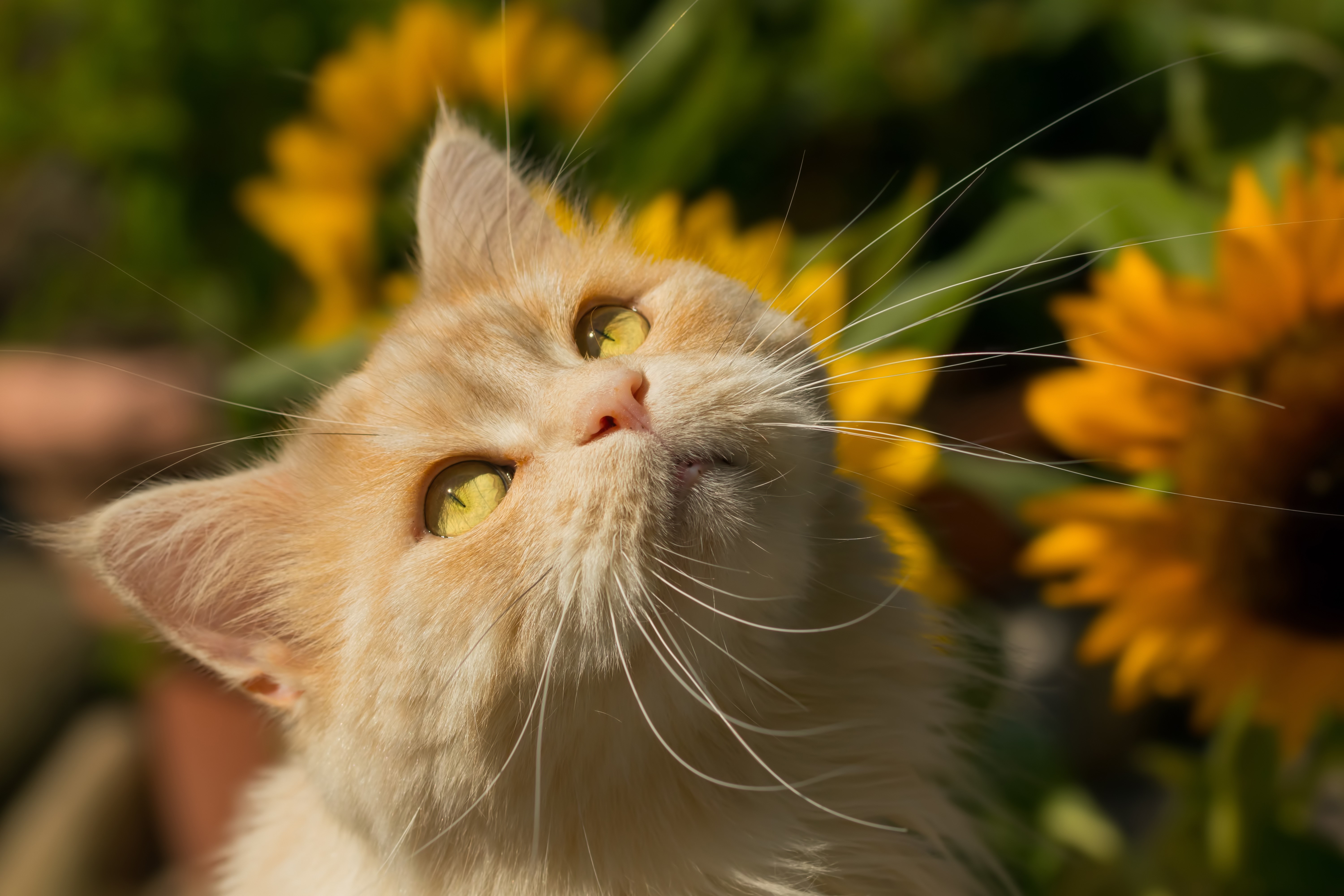 Ginger cat looking up with sunflowers in background HD Wallpaper