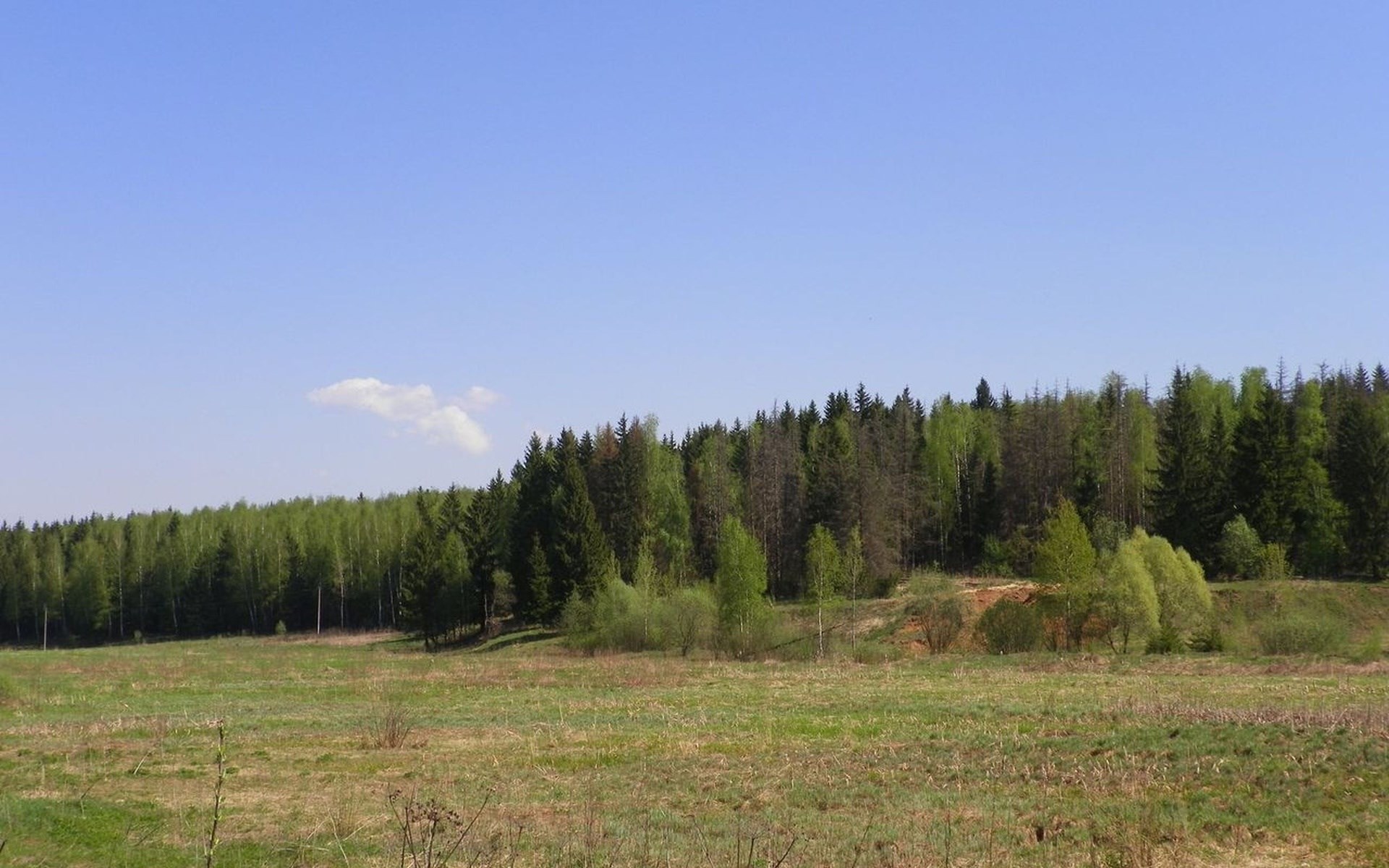 A wide shot of a grassy field with a forest in the background under a blue sky. HD Wallpaper