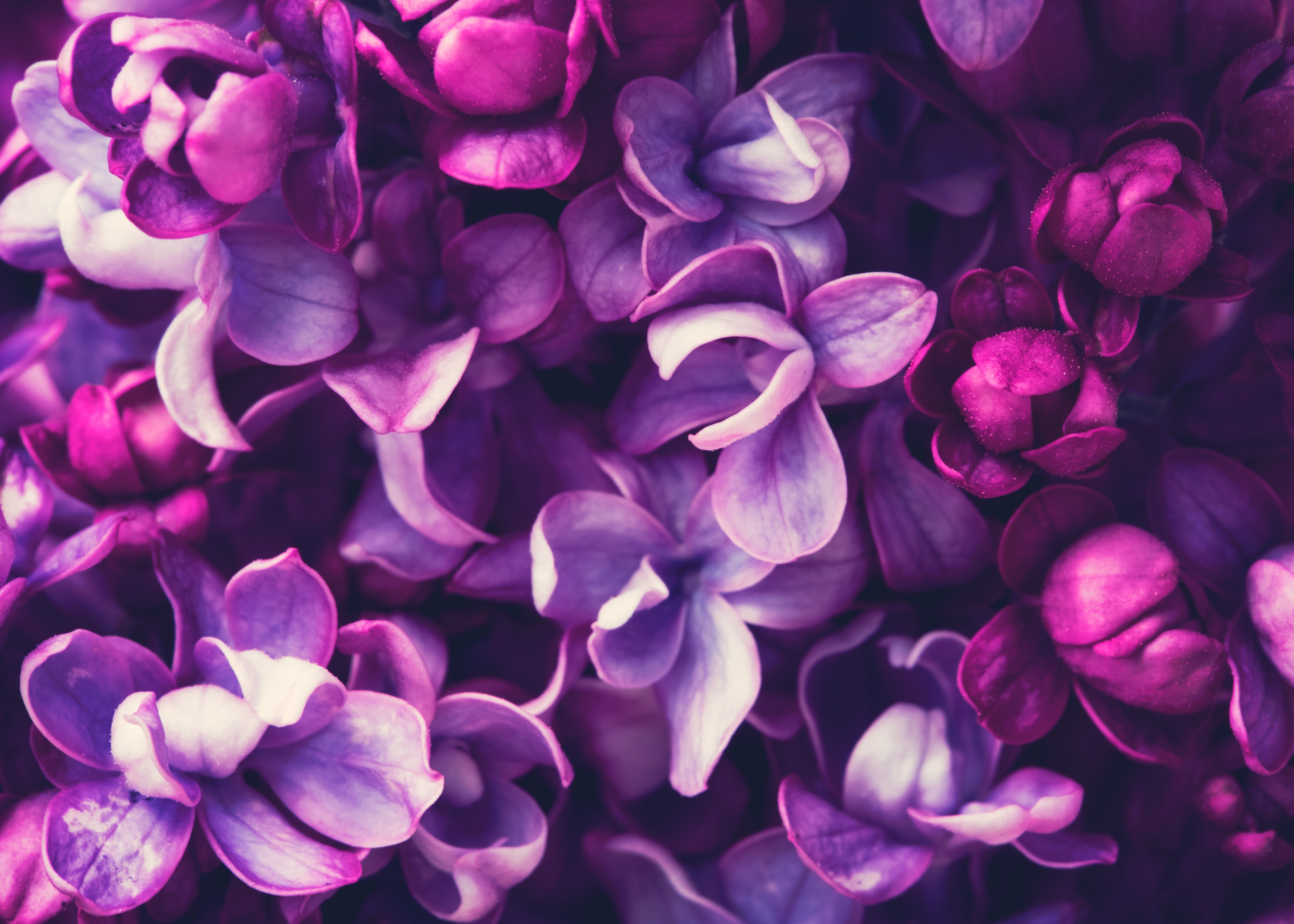 Macro closeup of purple lilac flowers HD Wallpaper