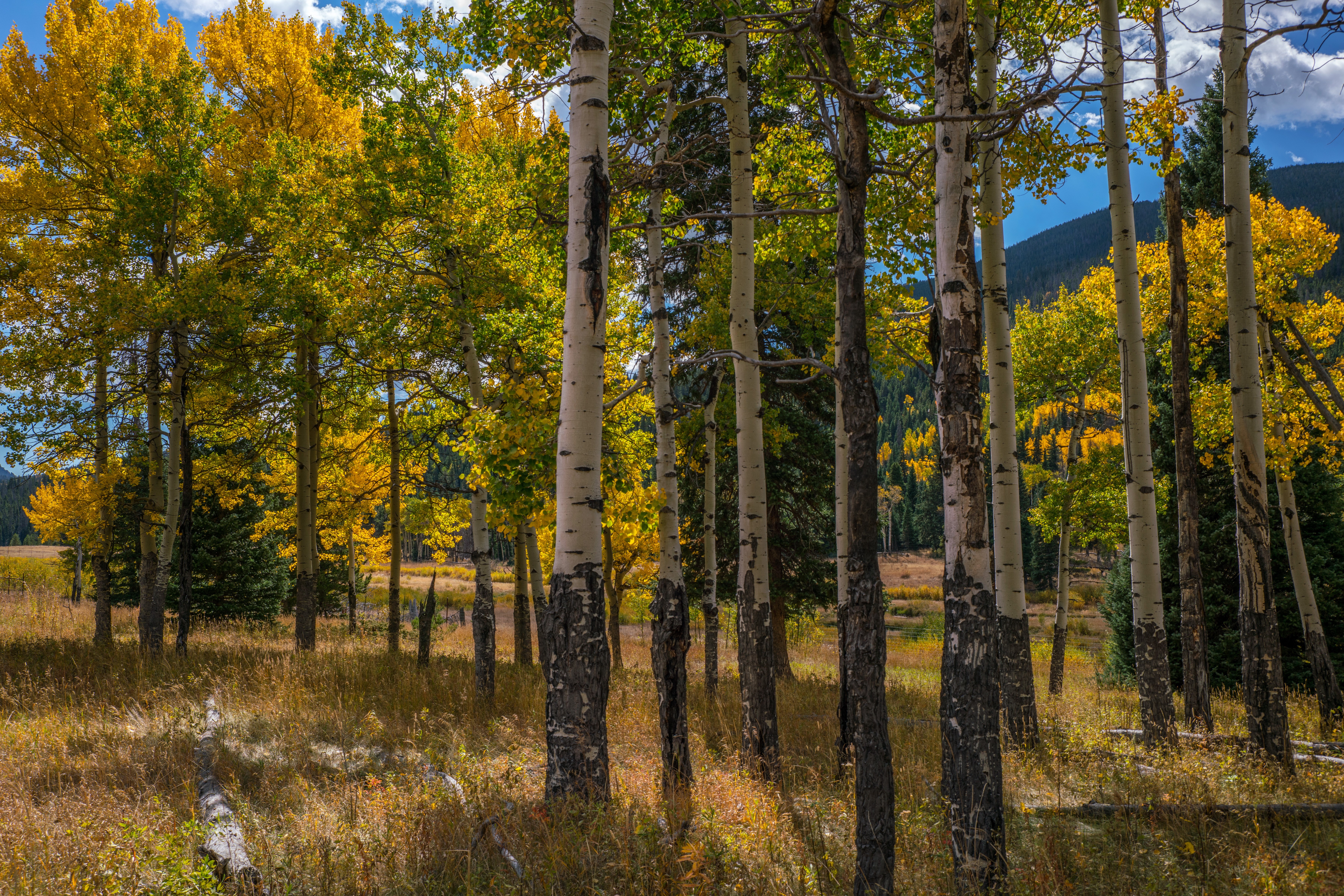 Autumn Aspen Trees in Rocky Mountain National Park HD Wallpaper