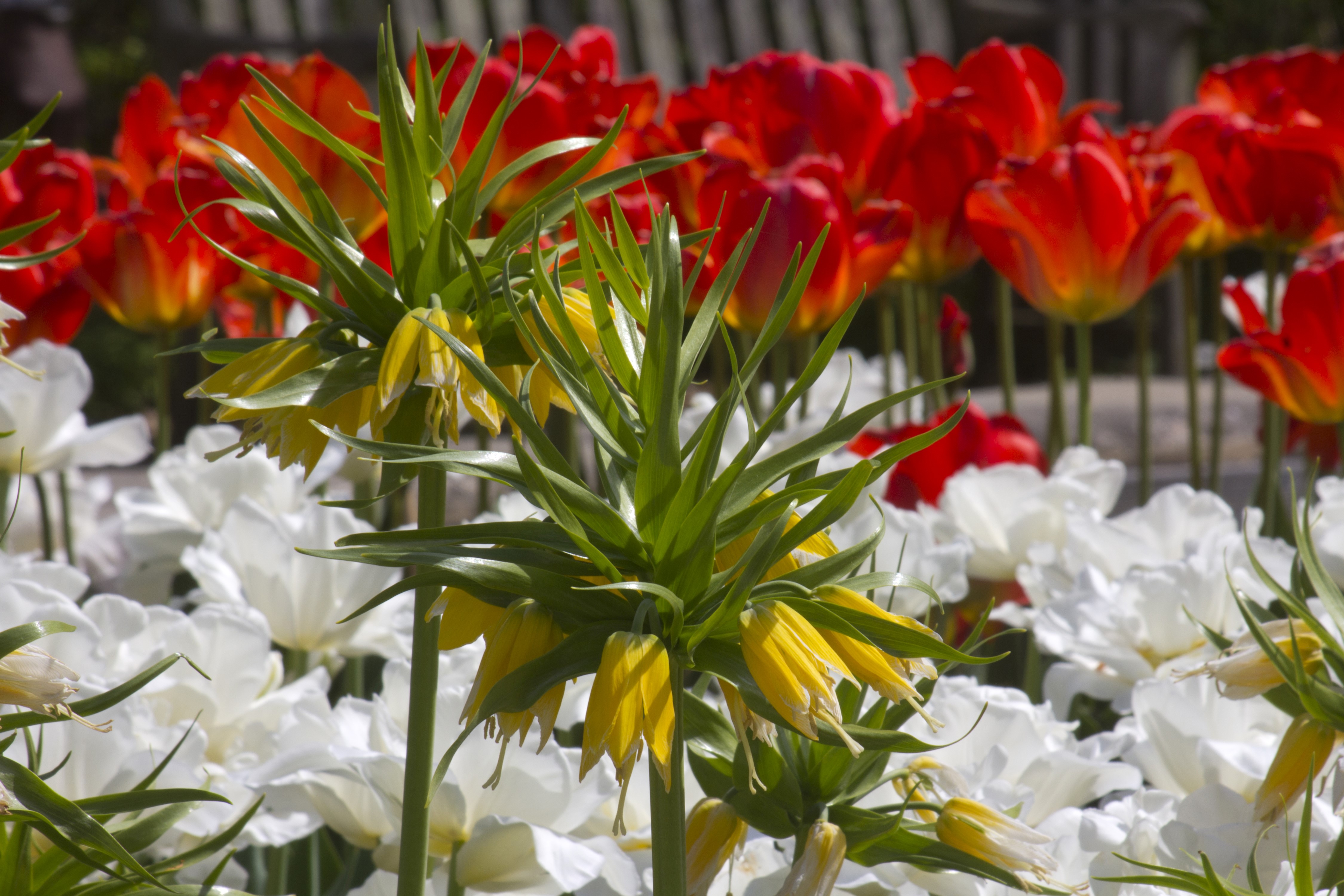 Yellow Fritillaria and Red Tulips in a Garden HD Wallpaper