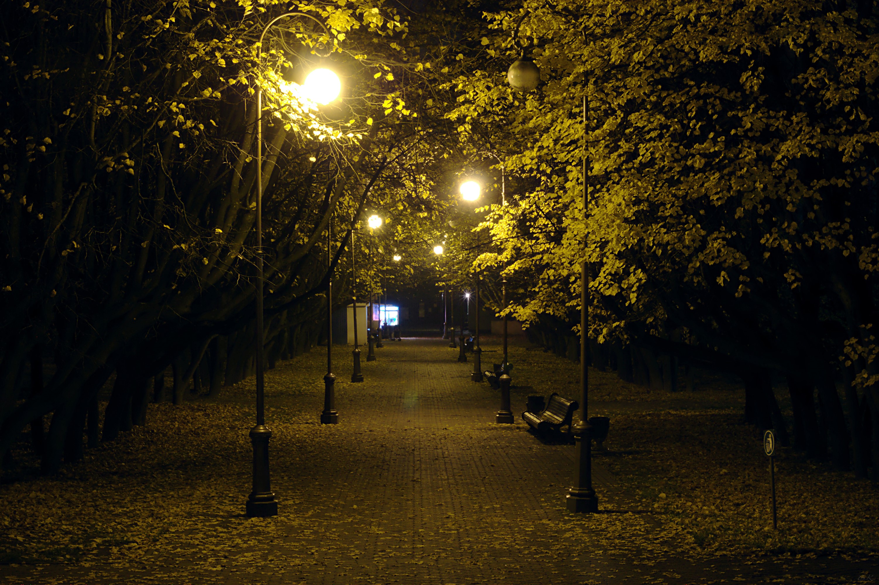 Park pathway at night with street lights and autumn foliage HD Wallpaper