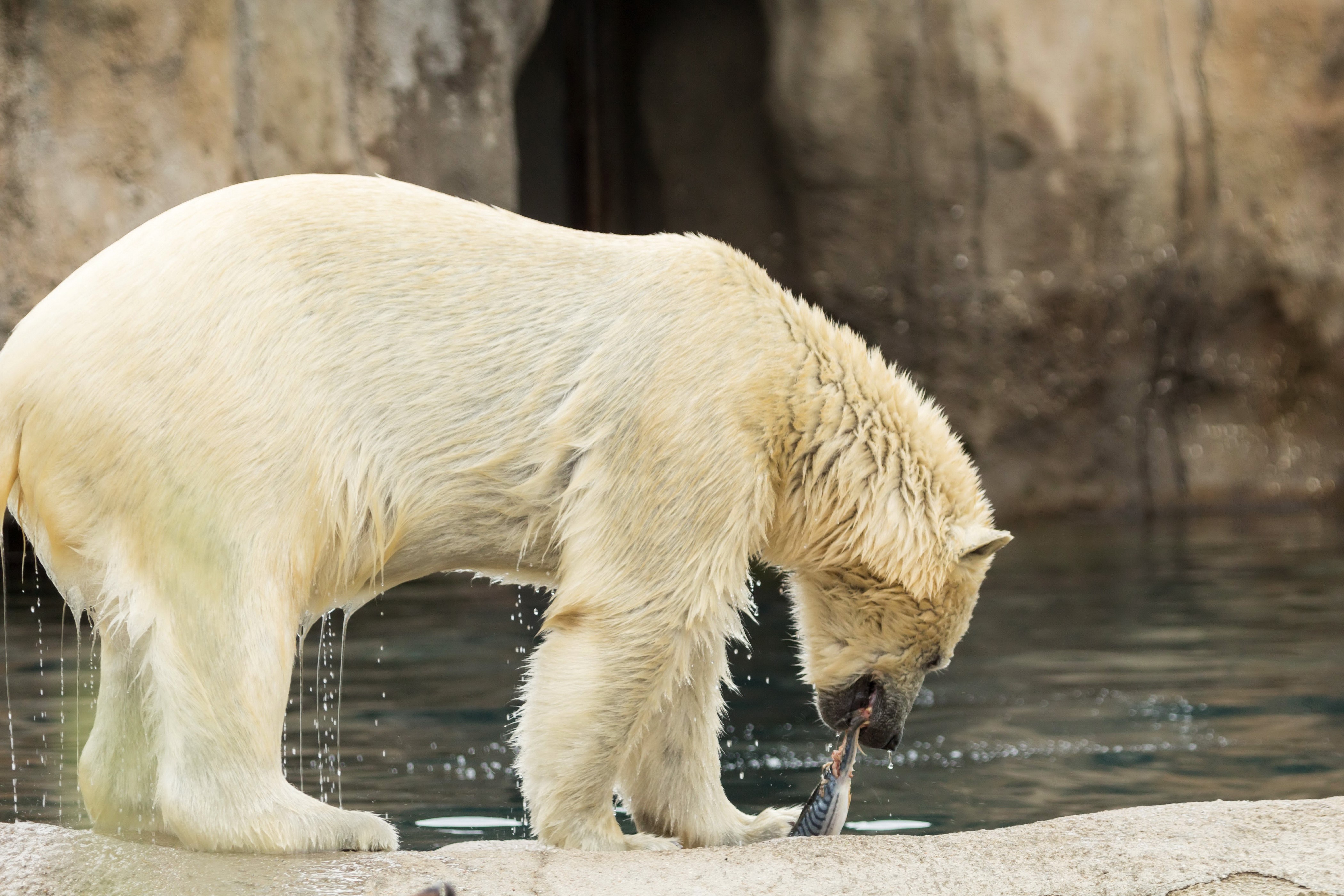 Polar bear eating fish HD Wallpaper
