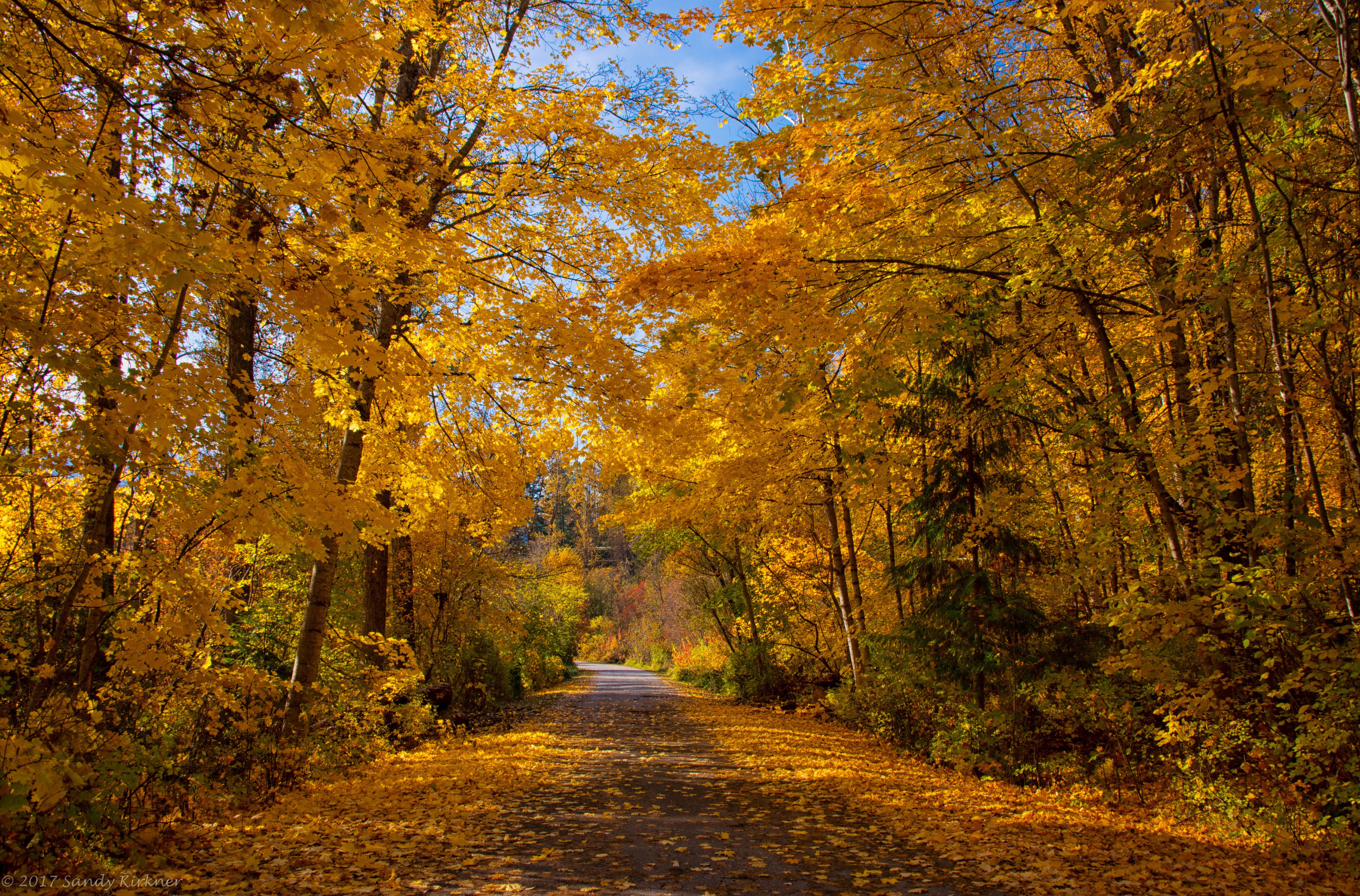 Autumn road through Kokanee Creek Provincial Park, British Columbia, Canada HD Wallpaper
