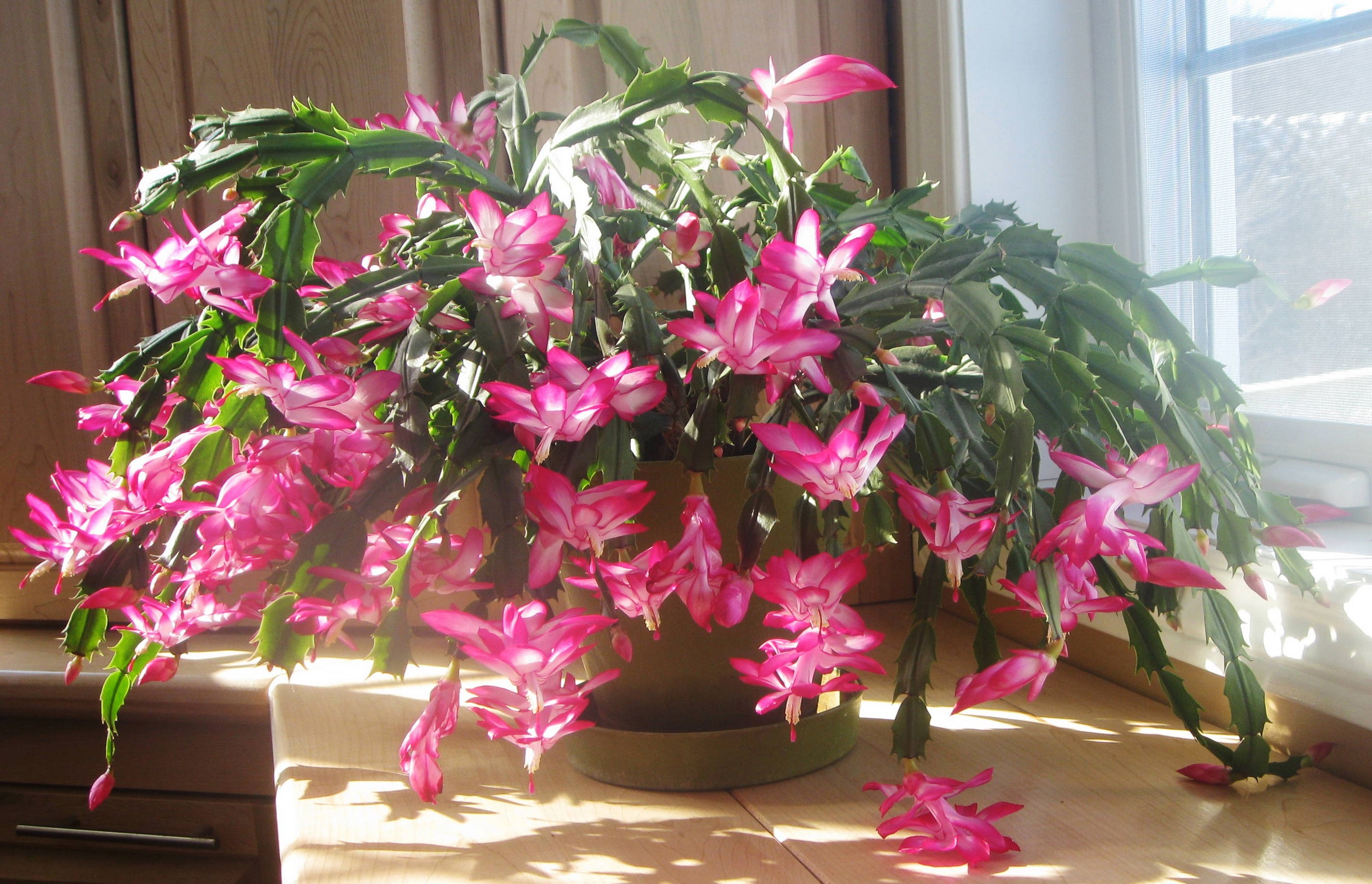 Christmas cactus with pink flowers HD Wallpaper