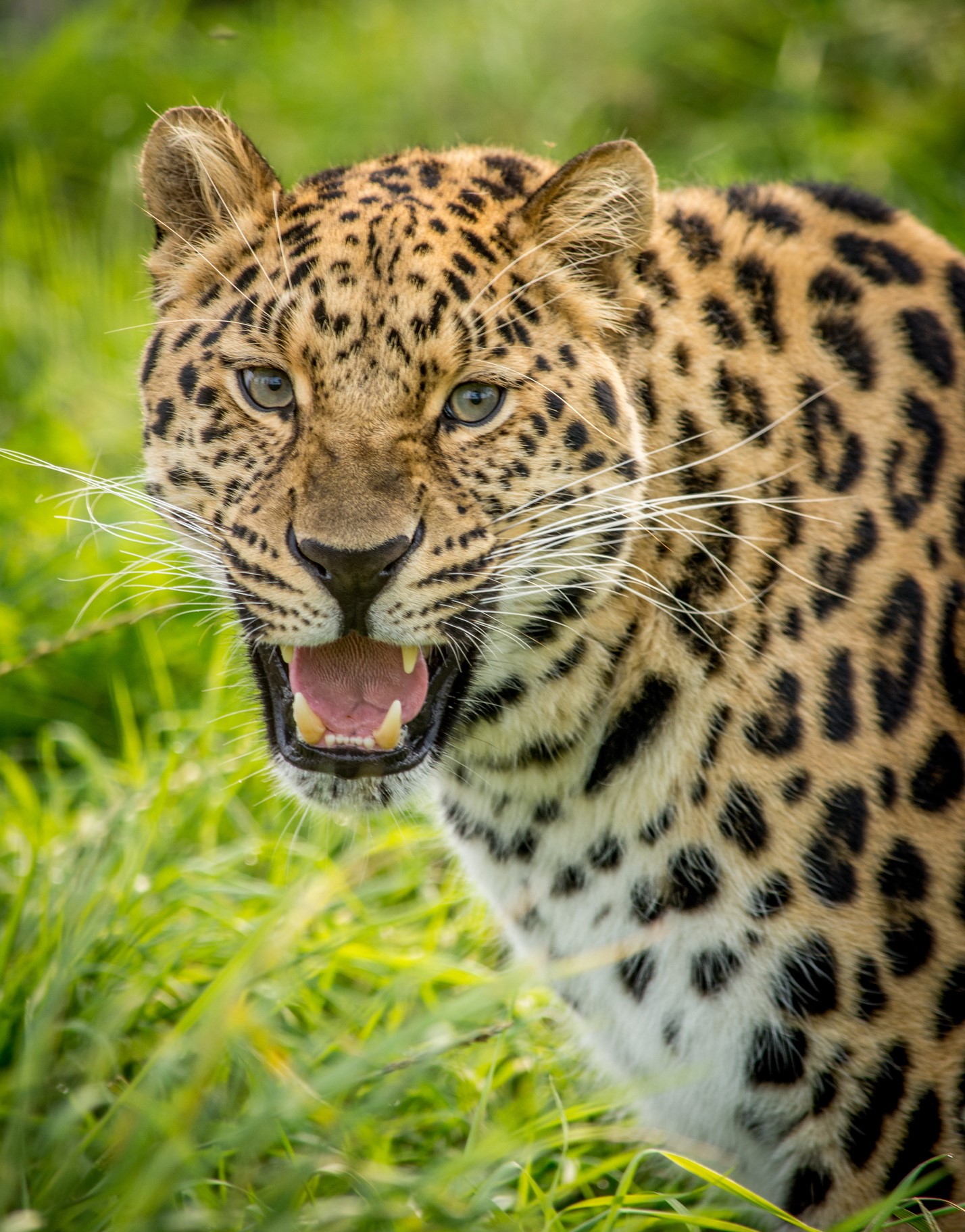 Leopard with mouth open in grass HD Phone Wallpaper