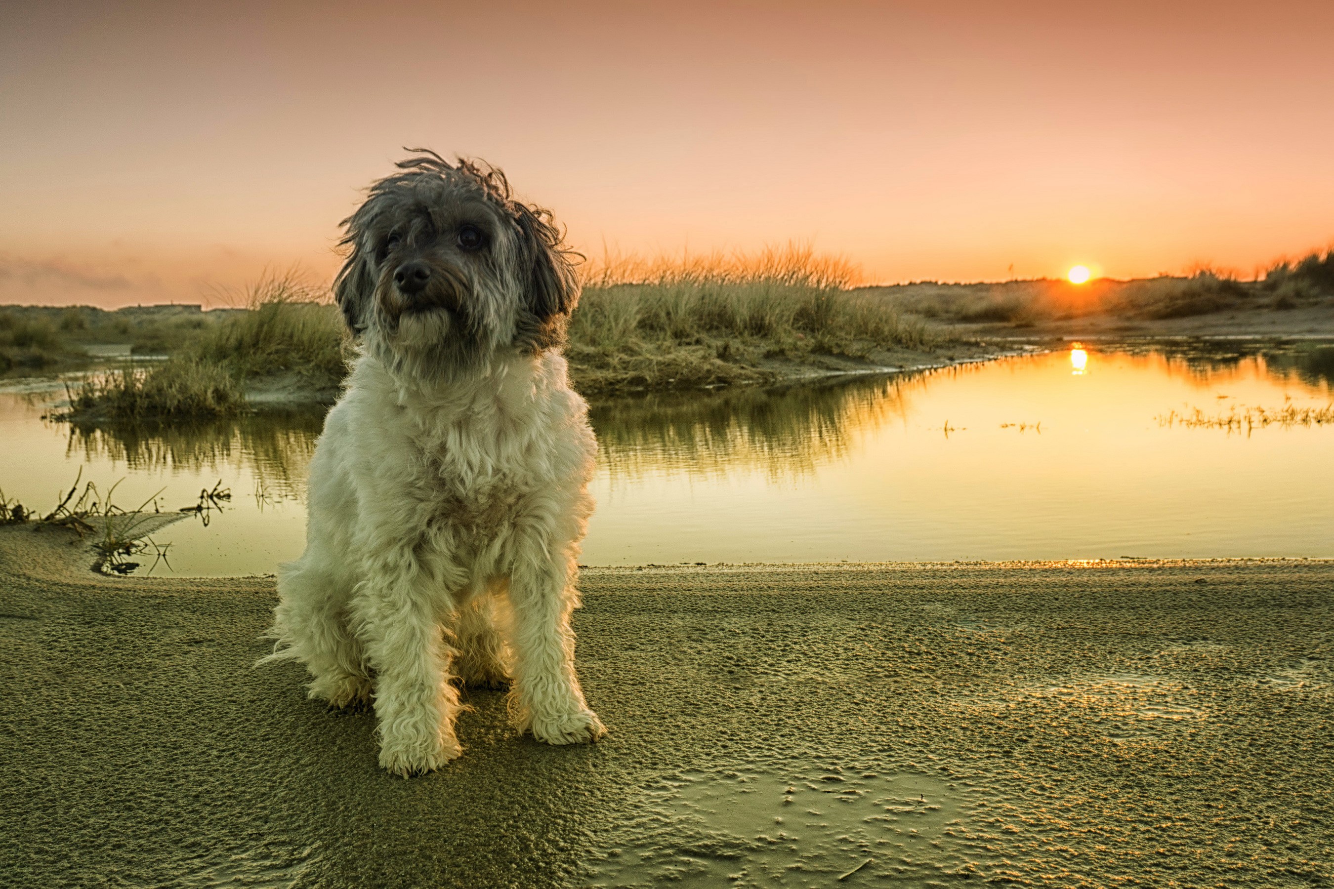 Dog sitting by water at sunset HD Wallpaper