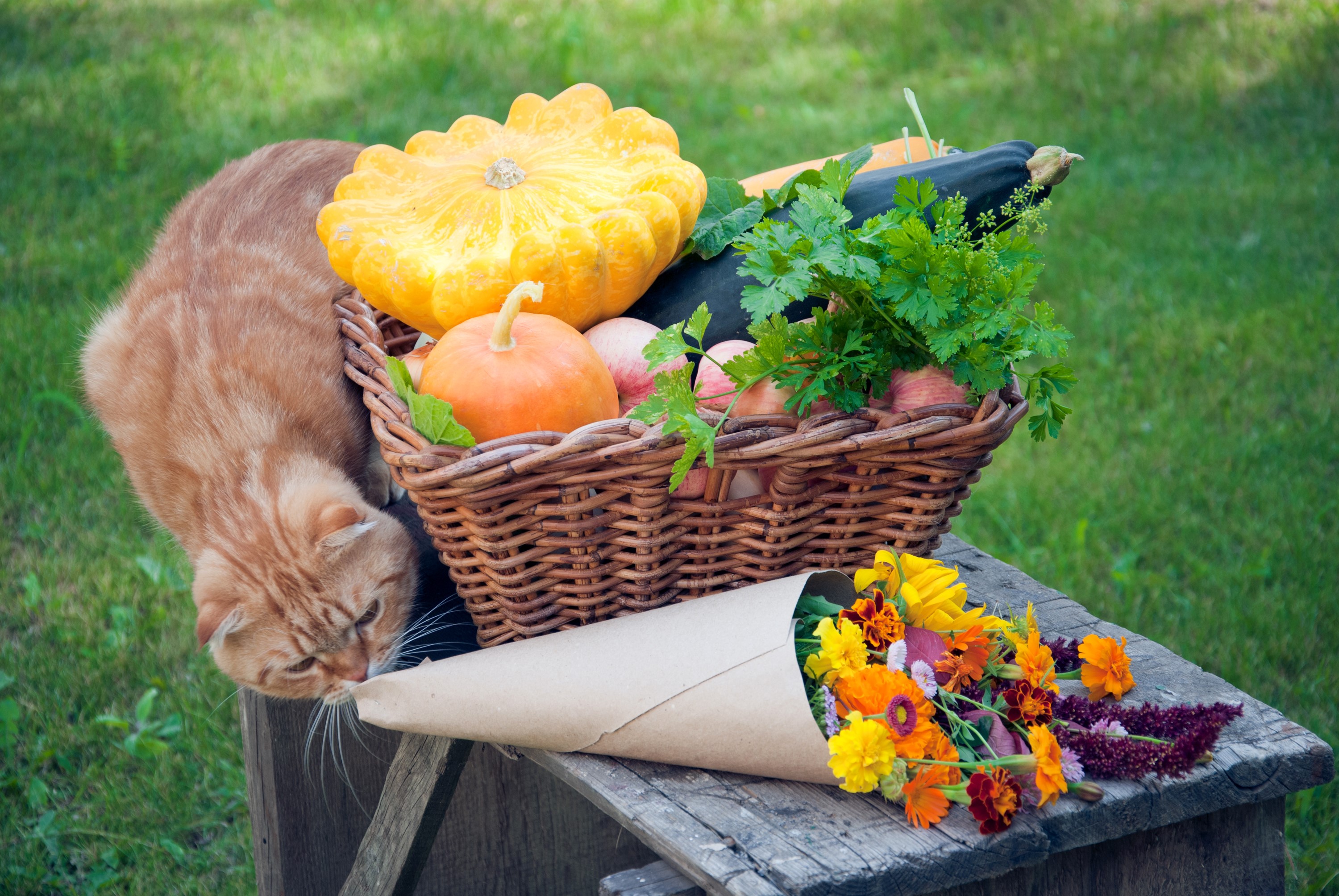 Cat and harvest basket with pumpkins and flowers HD Wallpaper