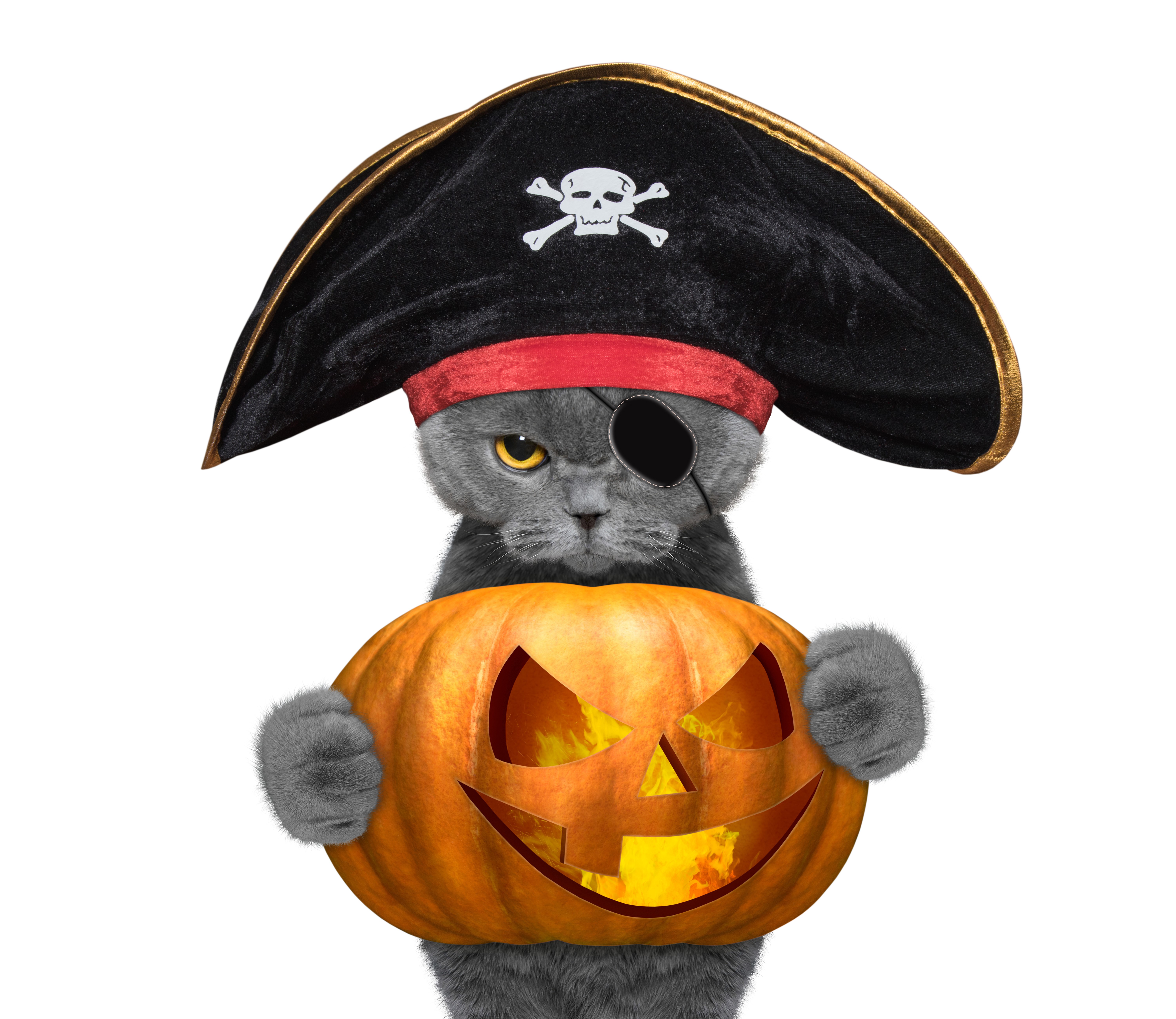 Cat dressed as a pirate holding a jack-o'-lantern HD Wallpaper