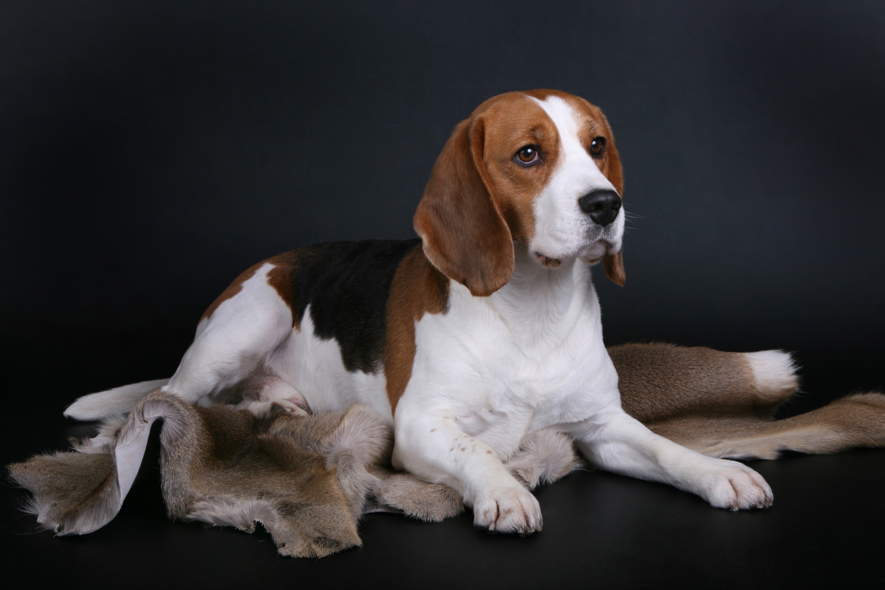 Beagle dog lying on a fur rug HD Wallpaper