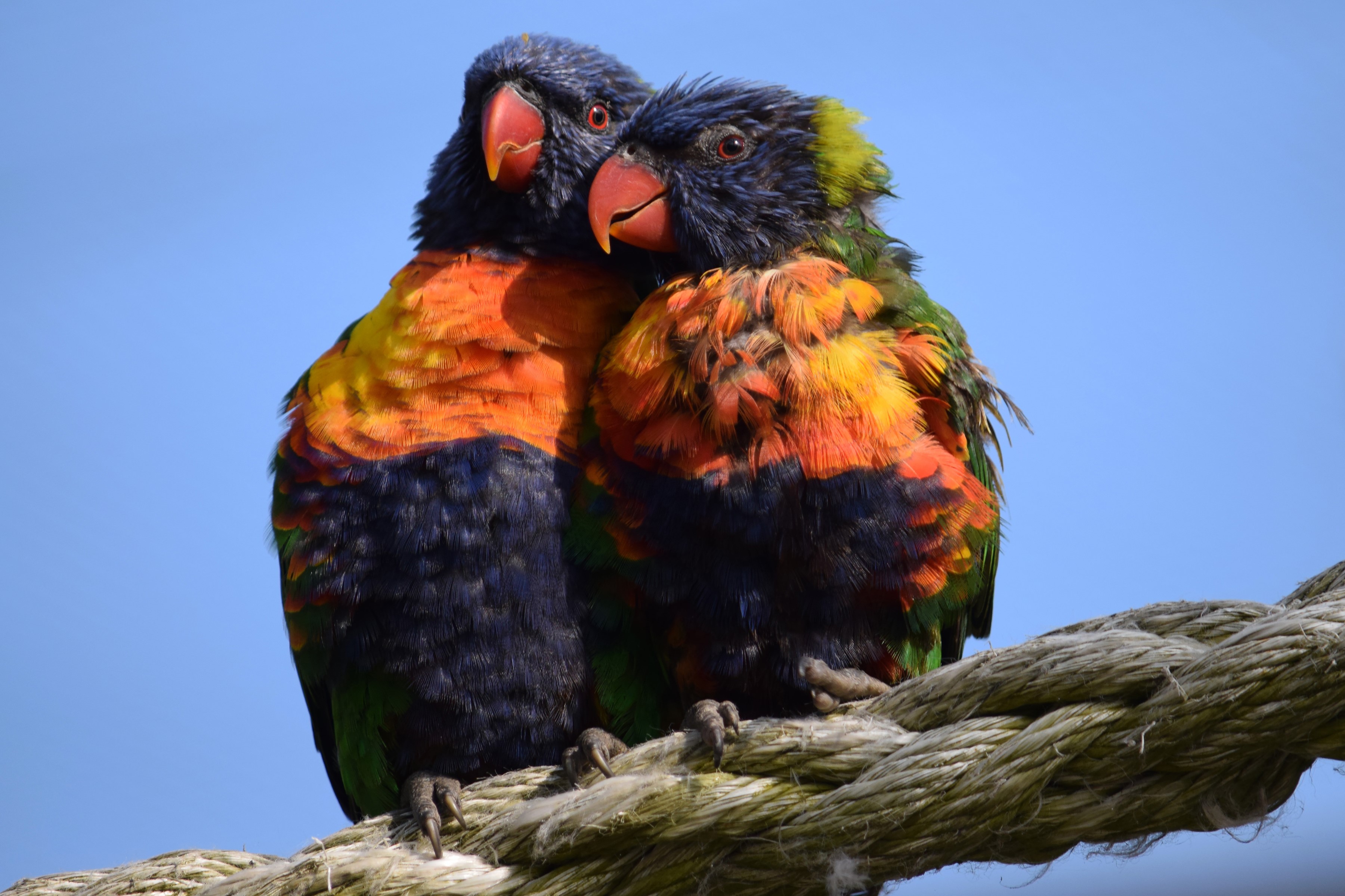 Two colorful parrots perched on a rope HD Wallpaper