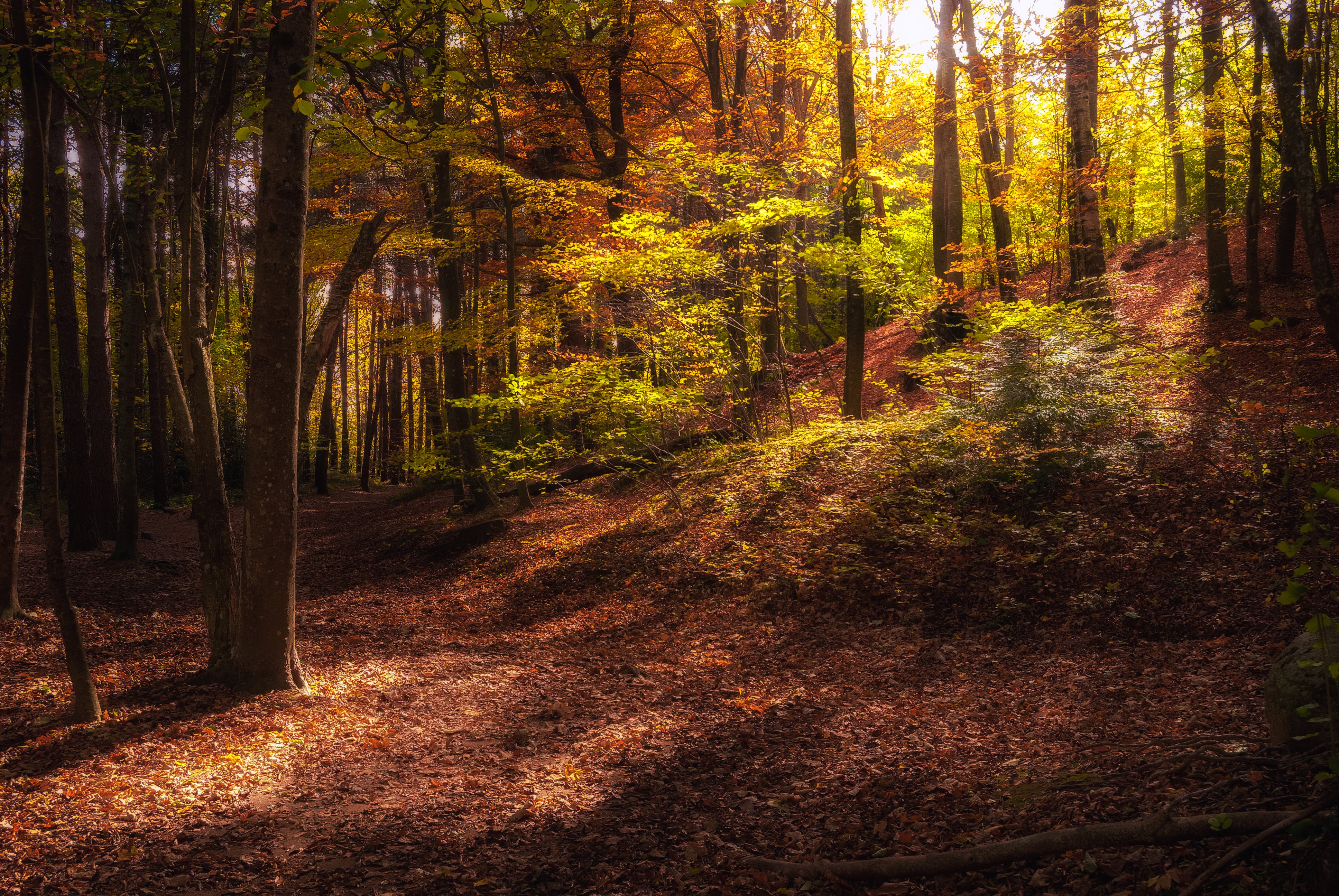 Autumn forest with sunlight filtering through trees HD Wallpaper