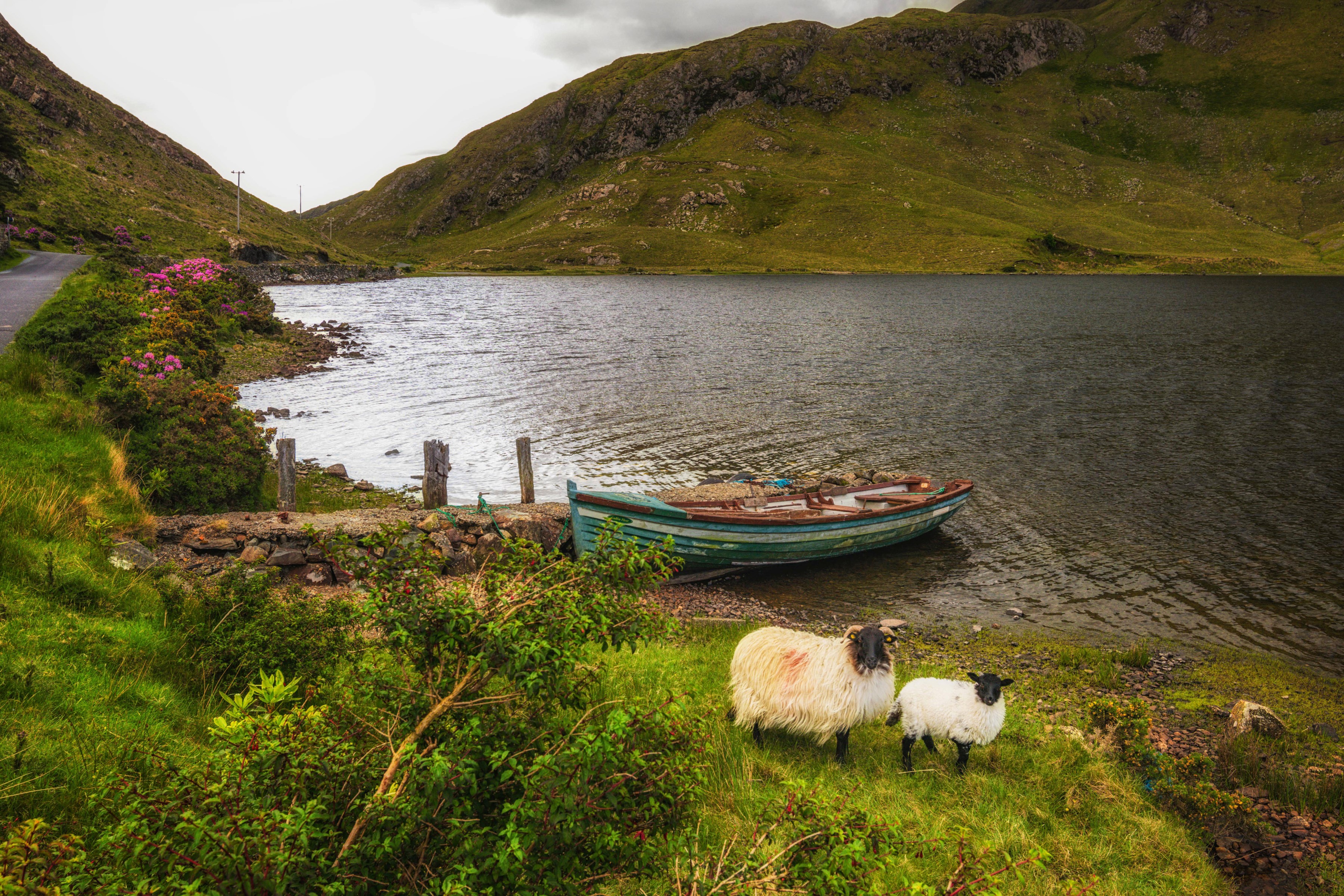 Sheep and boat by a lake in Salrock, Ireland HD Wallpaper