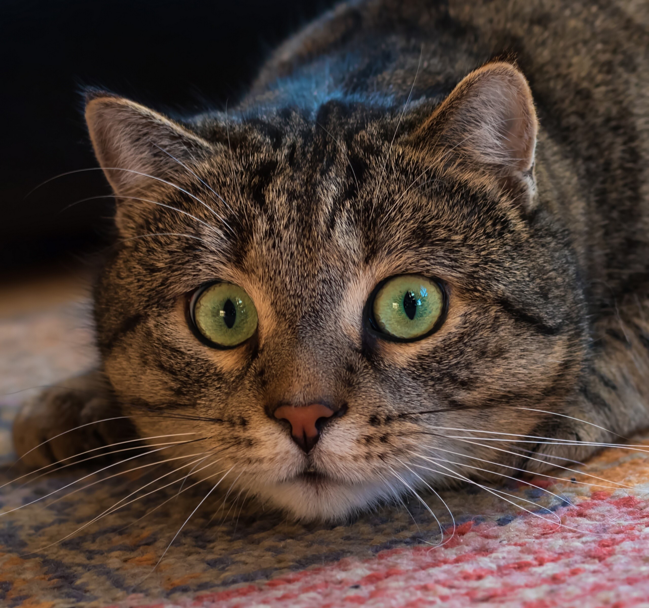 Close-up of a tabby cat's face HD Wallpaper
