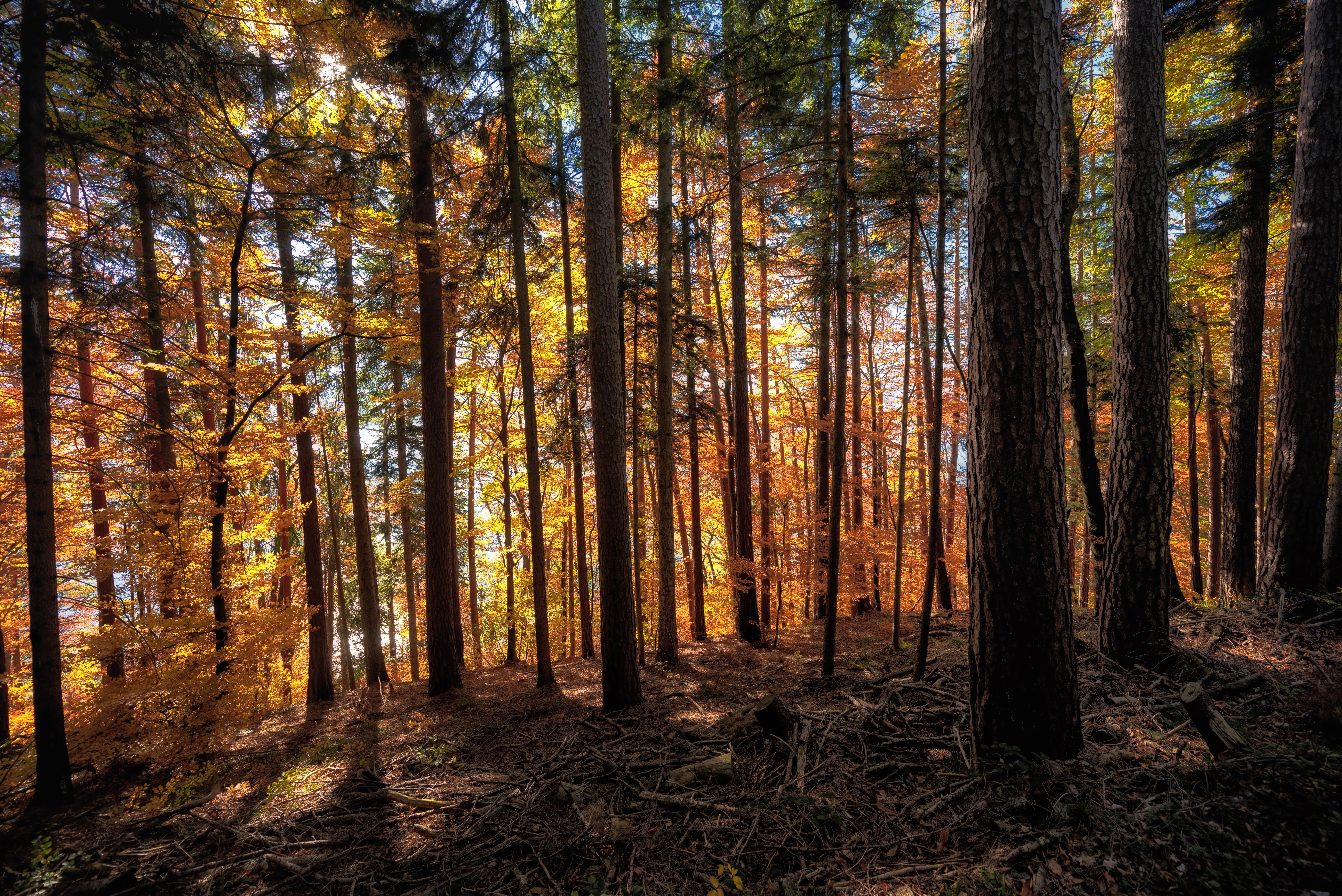 Forest in Langenschachen, Switzerland during Autumn HD Wallpaper