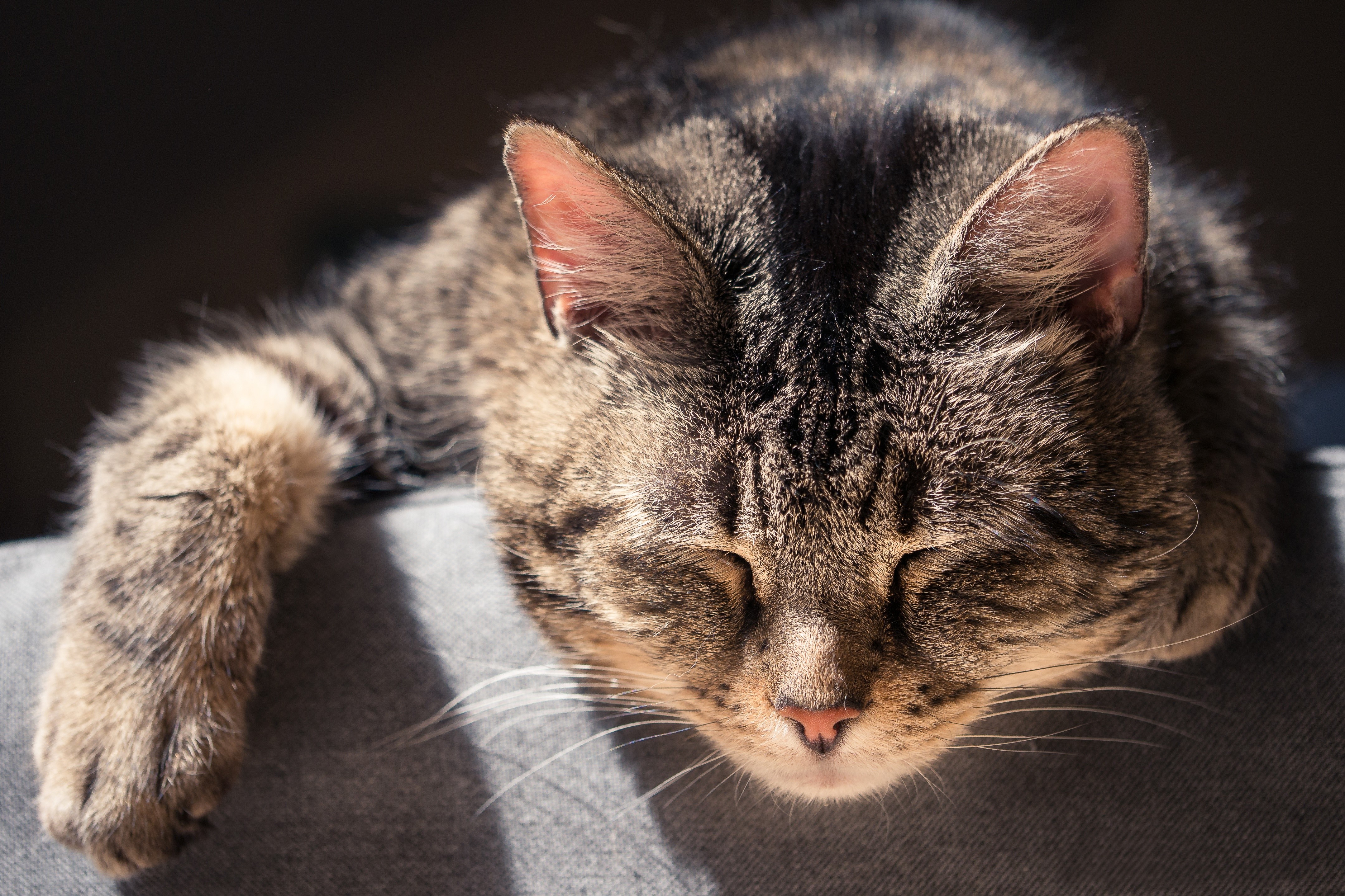 Tabby cat sleeping on a couch HD Wallpaper