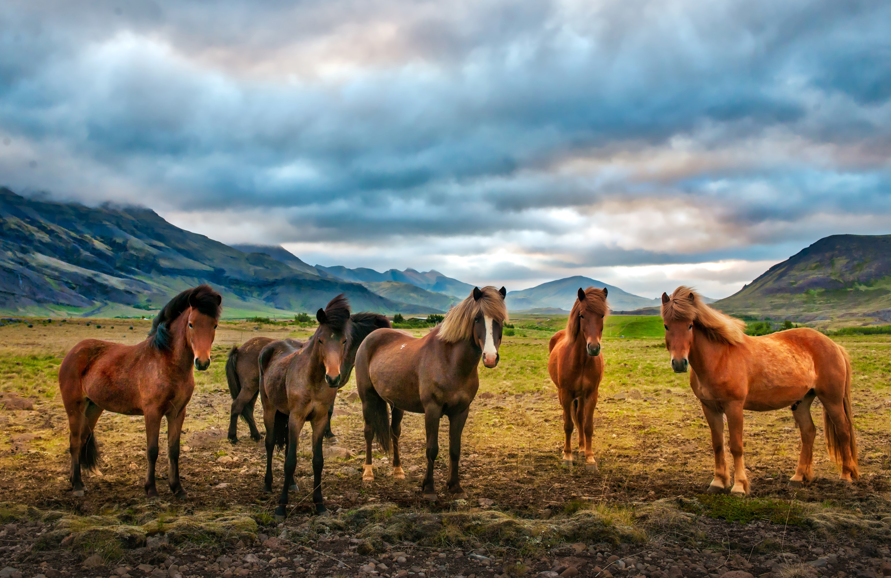 Horses in a grassy field with mountains HD Wallpaper
